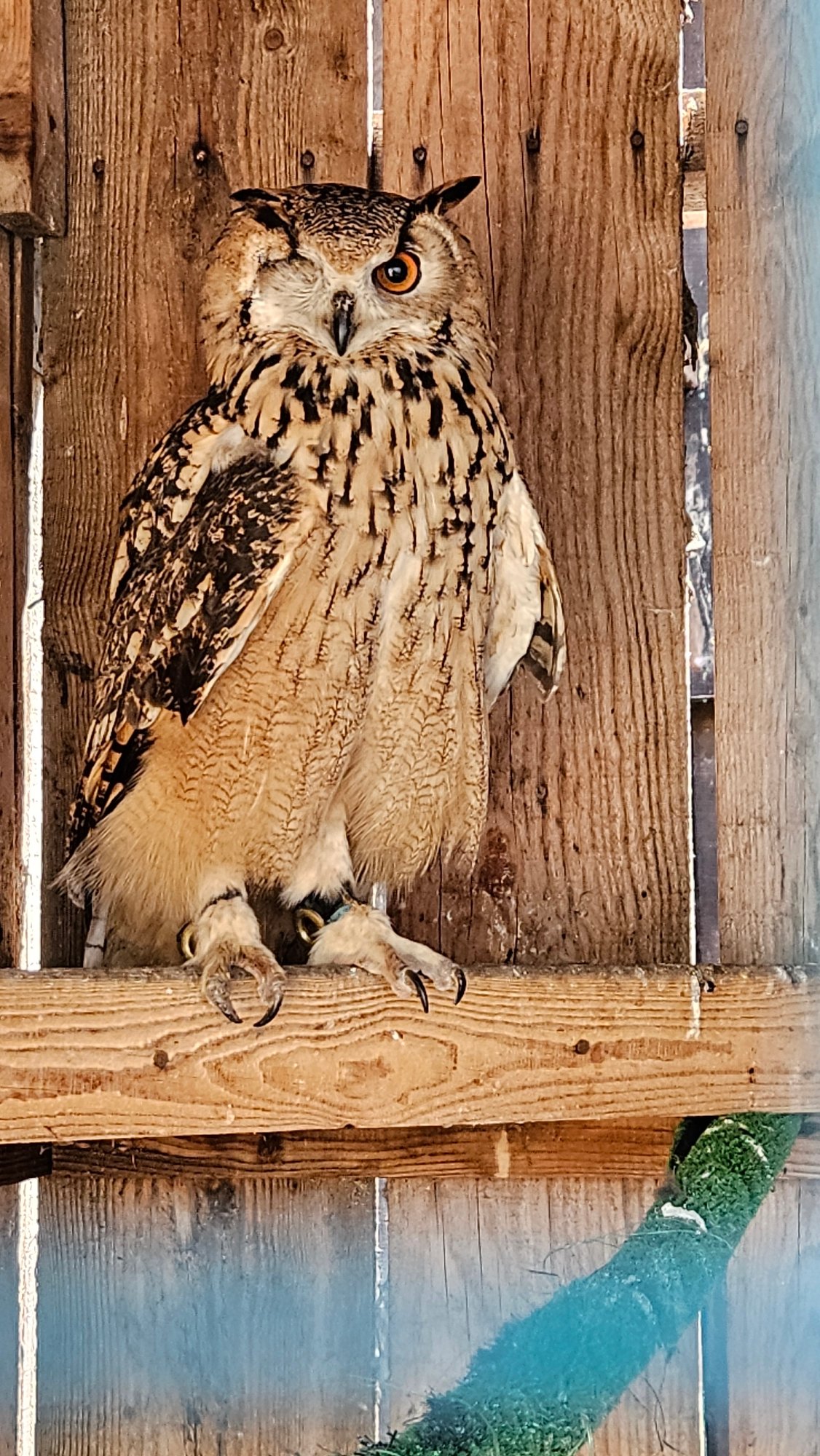 Eurasian Eagle-Owl spotted in Stara Zagora, Bulgaria