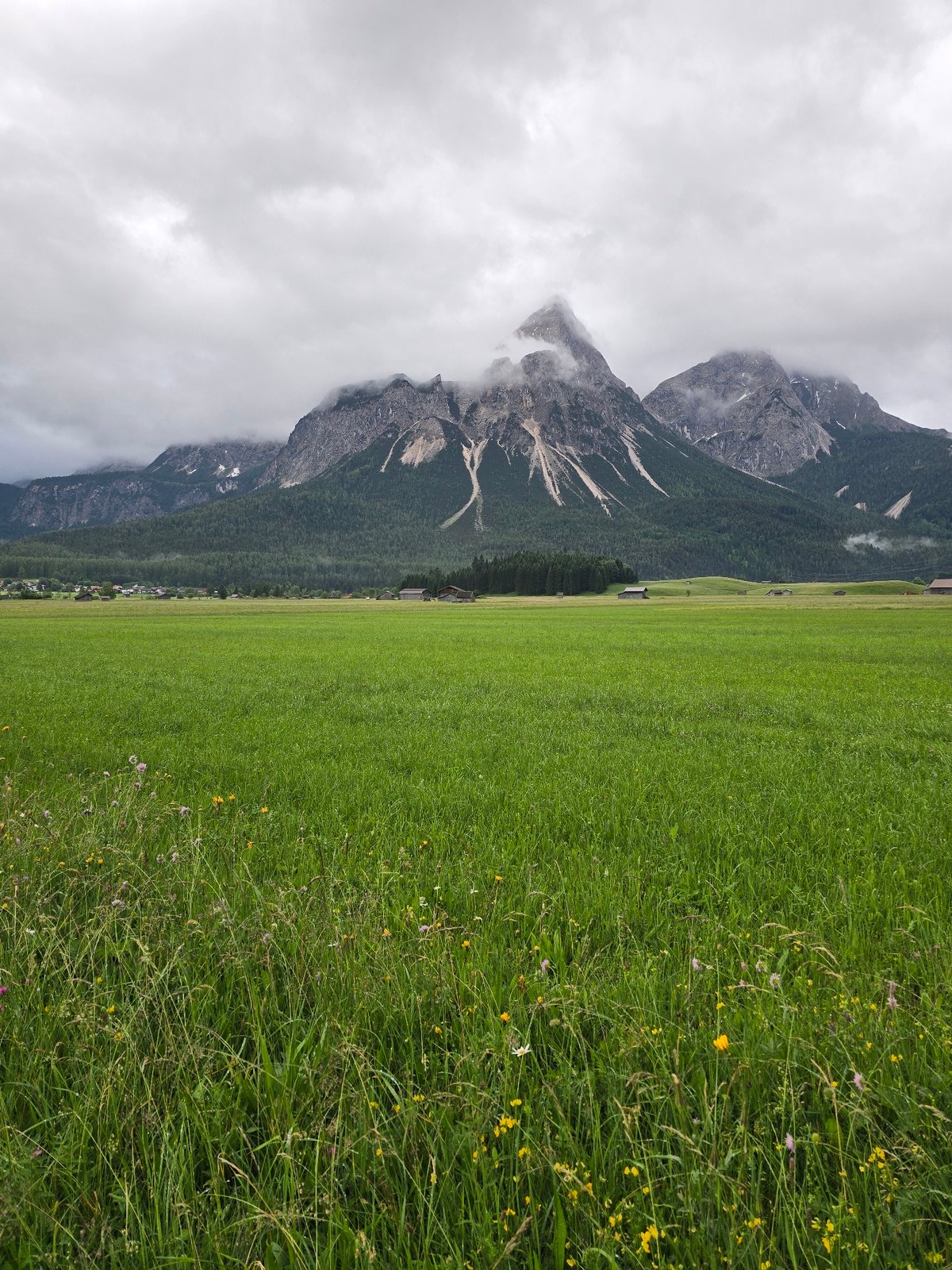 Wildflower meadow documented in Lermoos, Austria