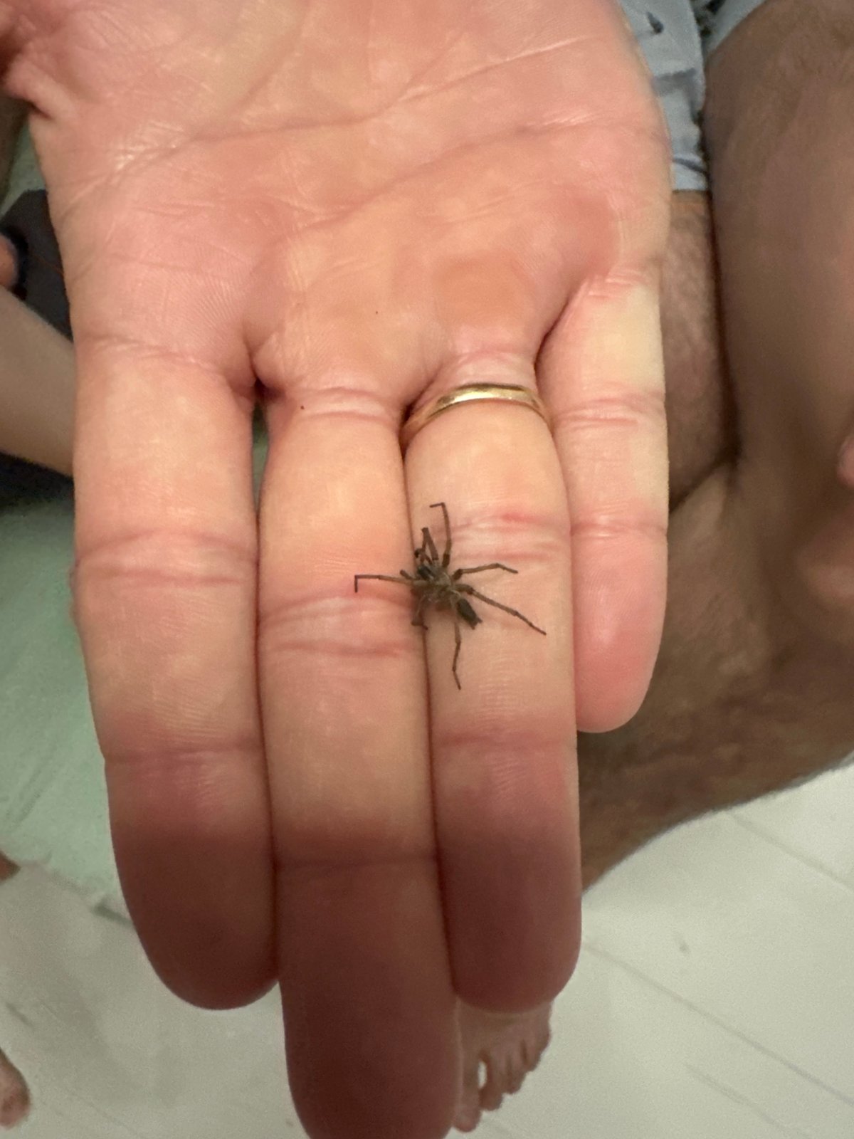 Spider encounters person indoors in Russian home setting