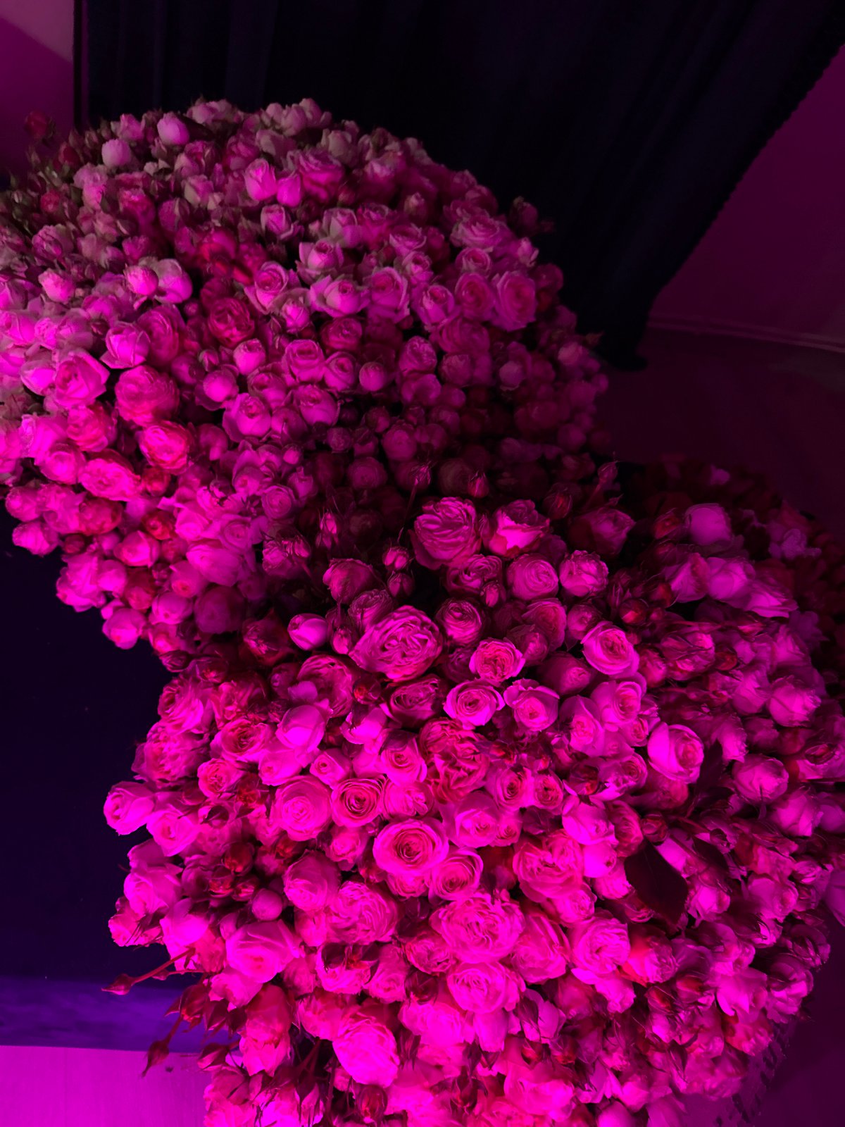 Pink rose clusters observed in Yerevan, Armenia