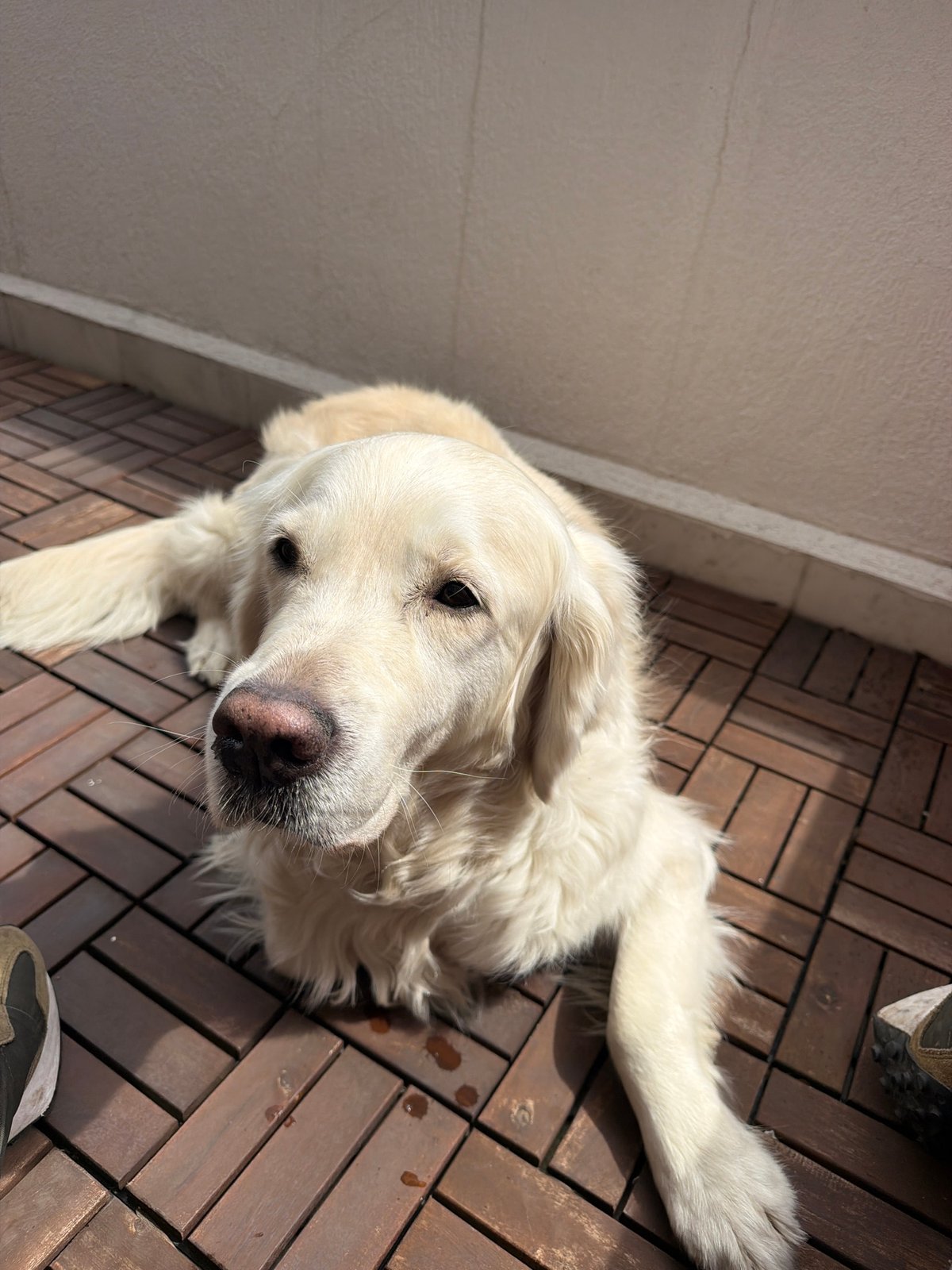 Golden retriever rests on wooden deck in Sofia