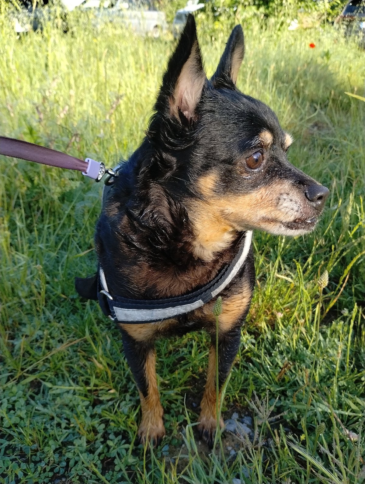 Early morning walk documents blooming flowers, dog in Yambol