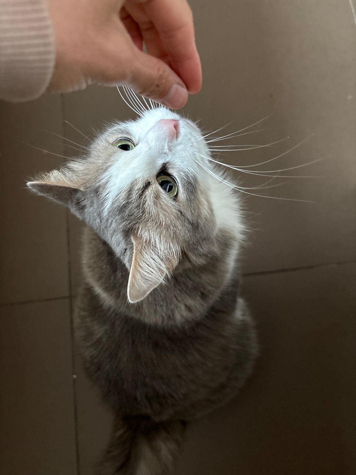 Cat observes mealtime in foggy Ulyanovsk household