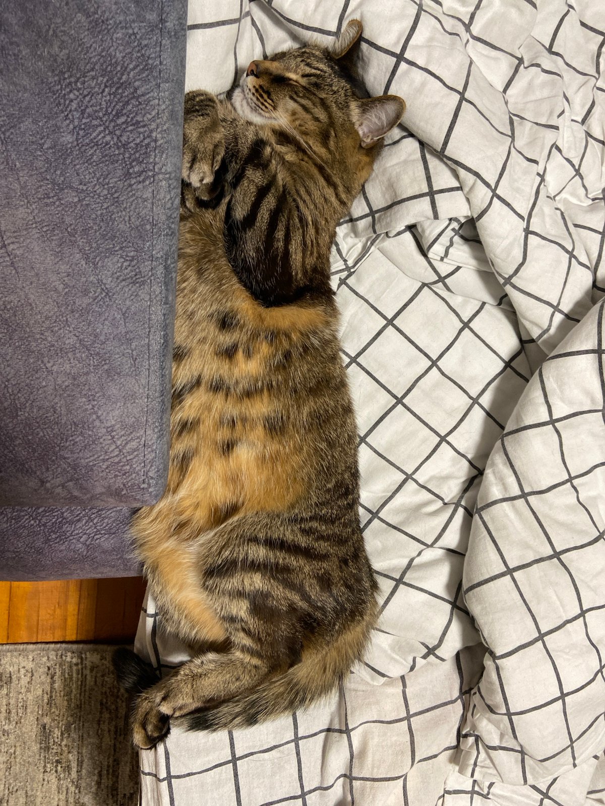 Tabby cat sleeps on checkered bedding in Krasnoyarsk