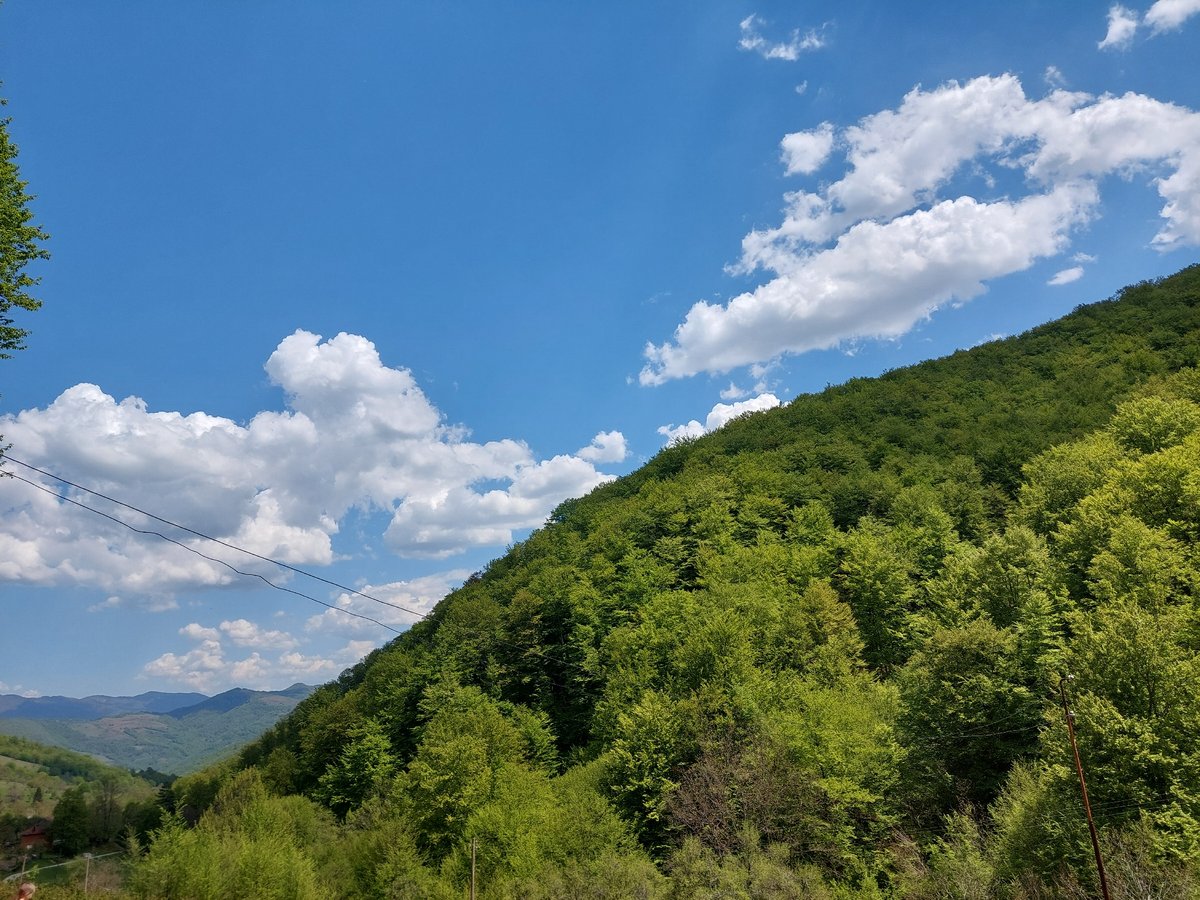 Hillside landscape with trees and power lines documented