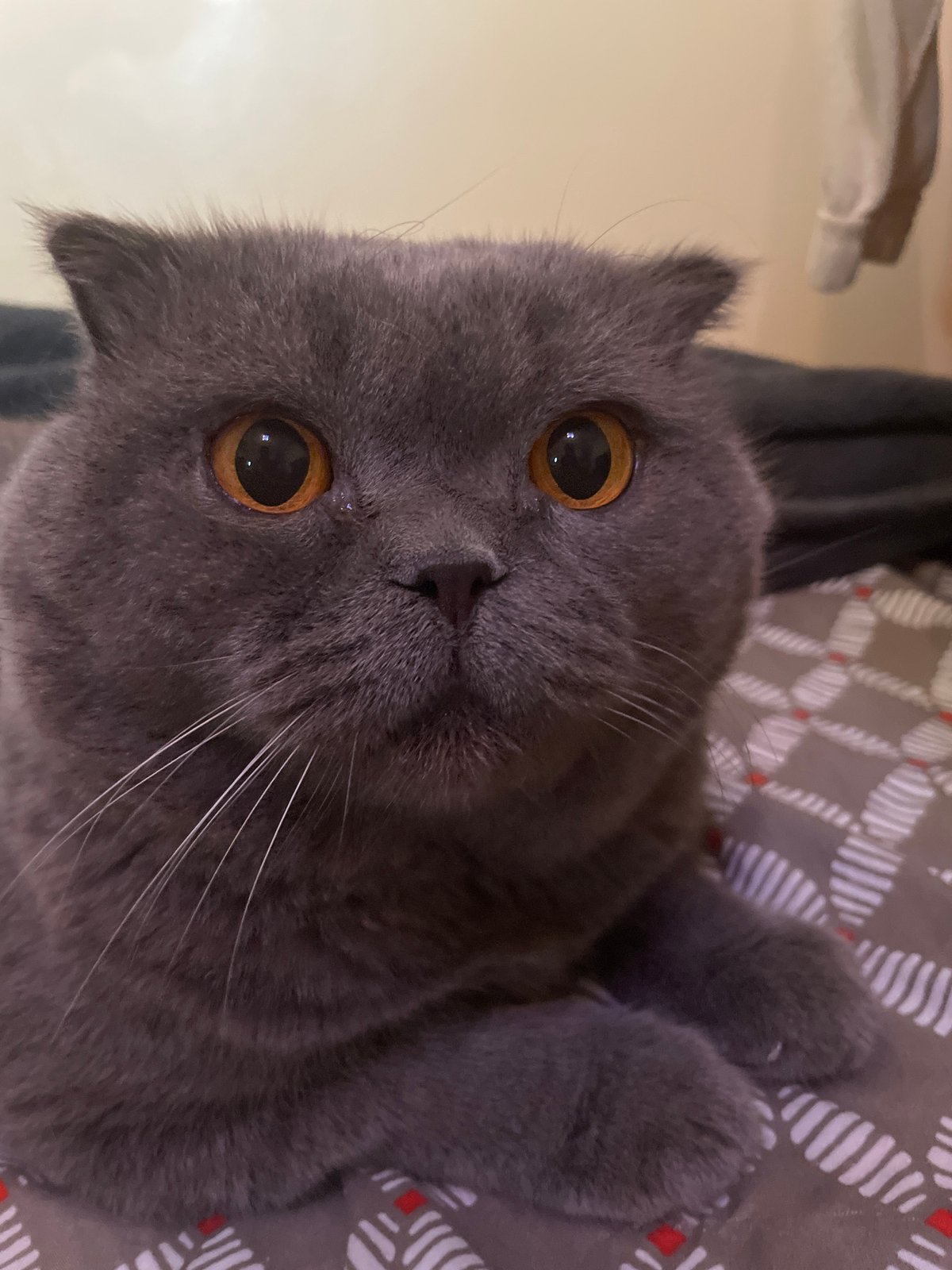 Scottish Fold cat relaxing on bed with clay figurine