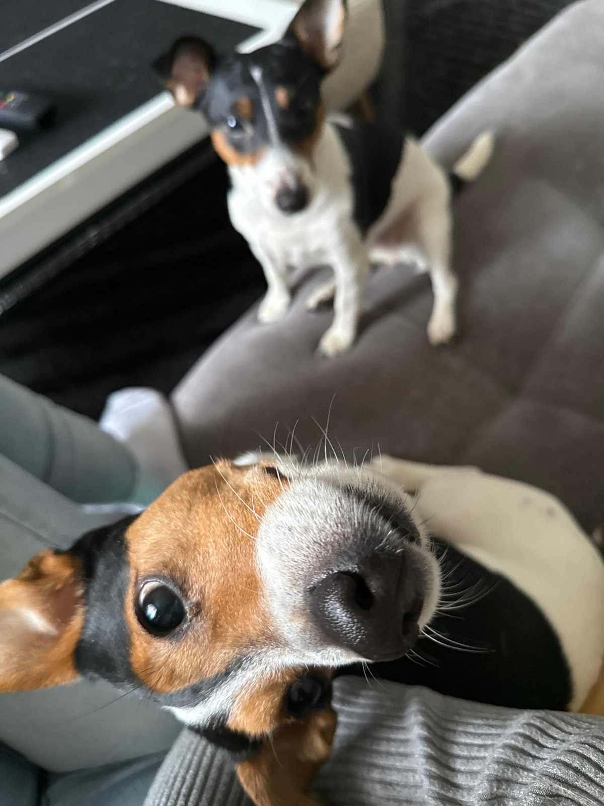 Jack Russell Terriers photographed at home in Sofia