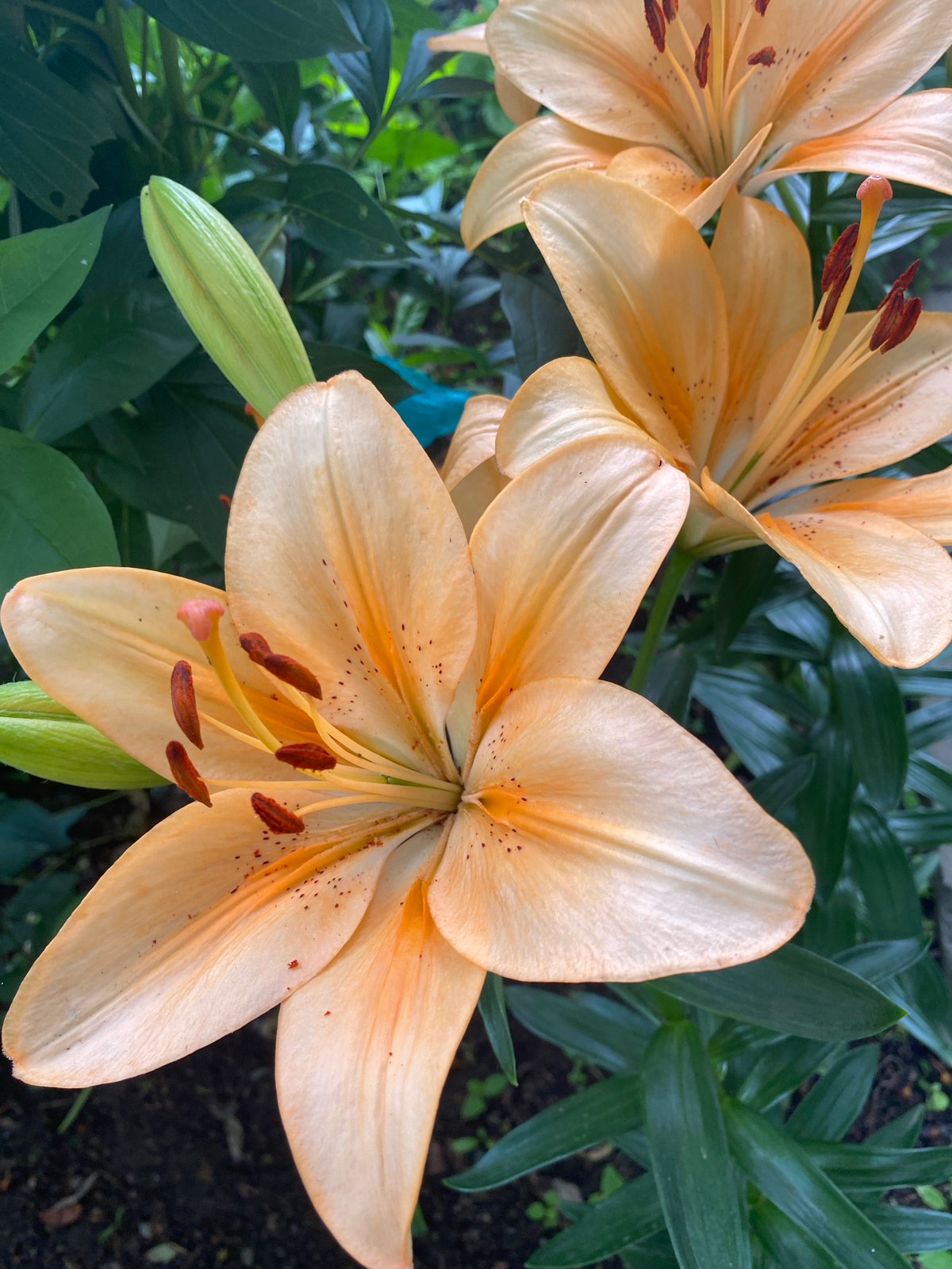 Peach lilies in full bloom, stamens and foliage up close