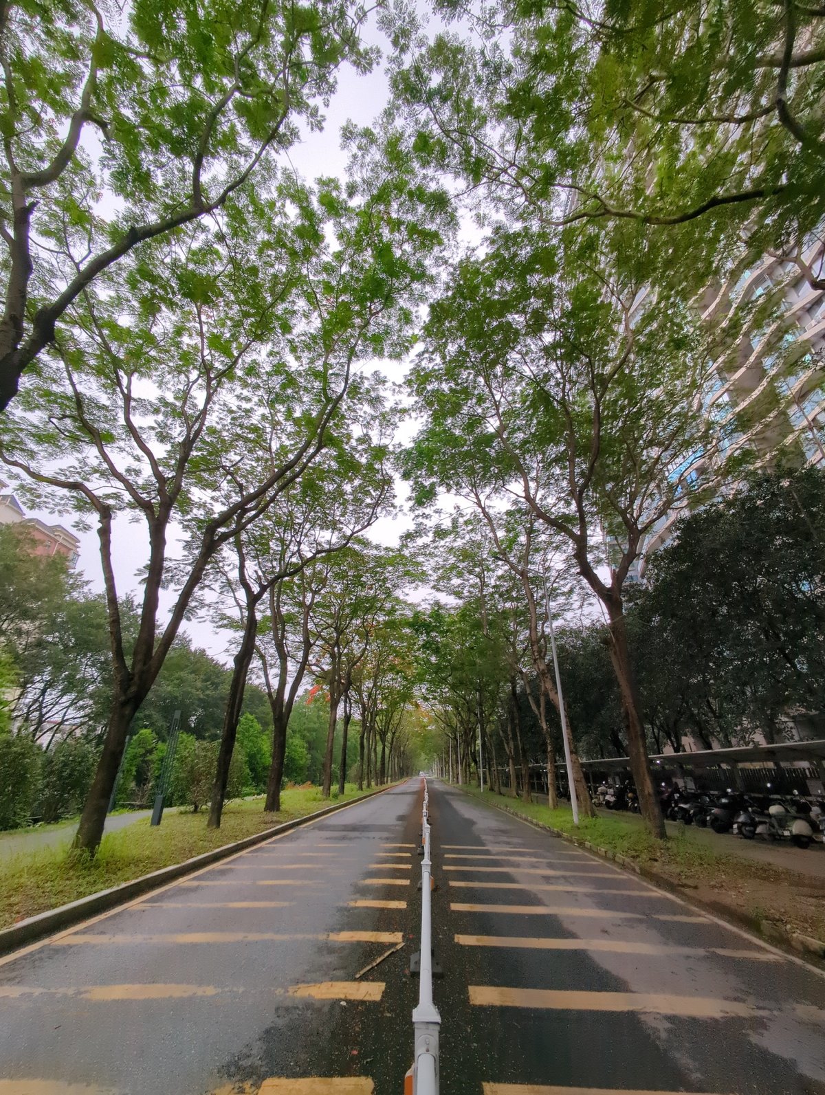 Wet tree-lined road observed in Shunde District after rain