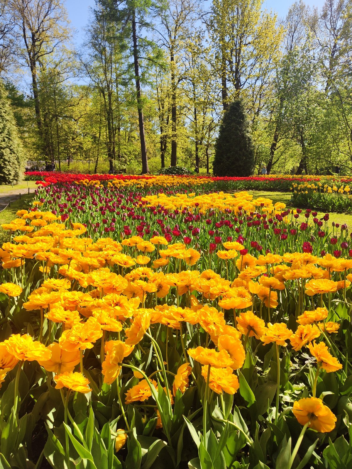 Spring tulips bloom in Saint Petersburg park flowerbed