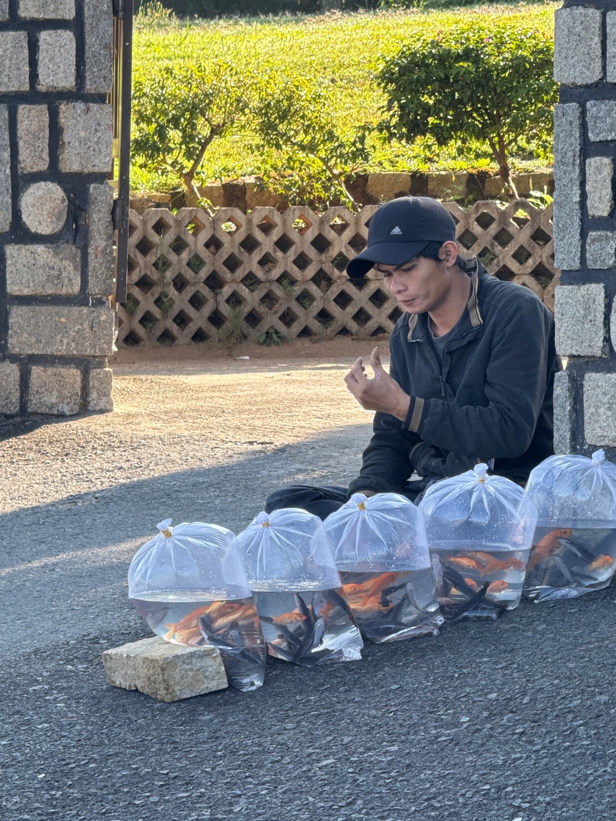 Street vendor sells live fish from plastic bags in Da Lat