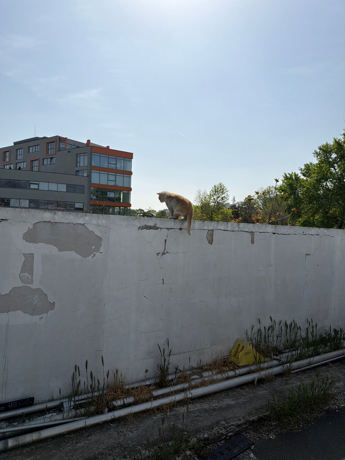 Orange cat spotted on urban walls, car dismantled nearby