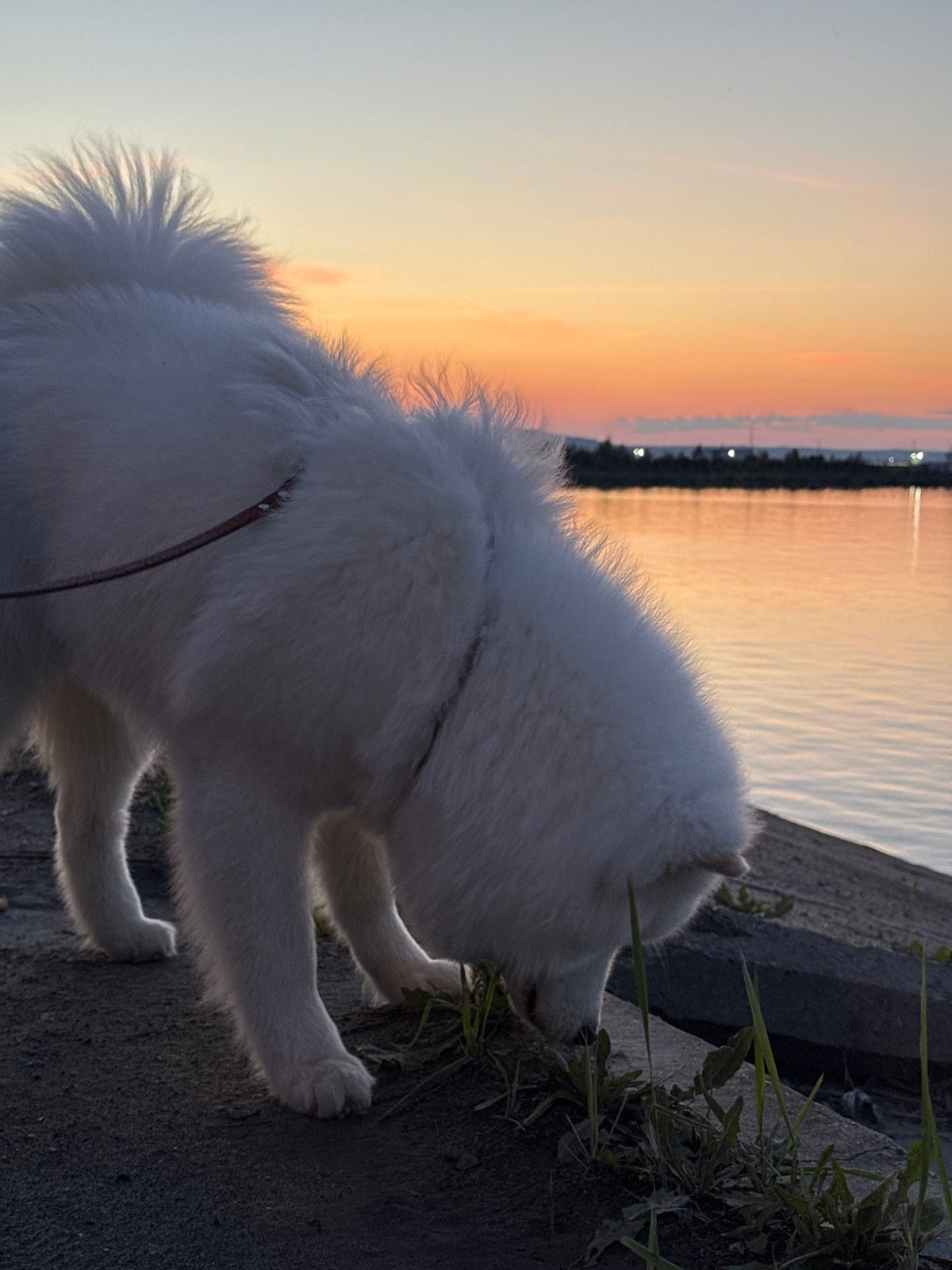 Samoyed on the embankment, harbor at dusk in Chaikovsky