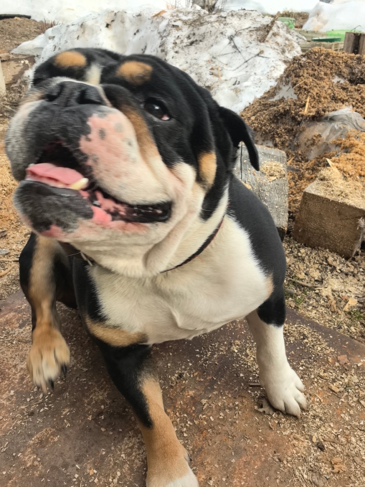 Bulldog and rural road scenes documented in Noviy, Russia