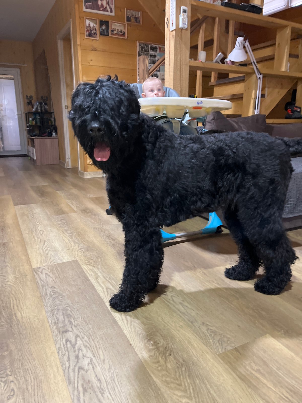 Afternoon at home with two Black Russian Terriers and a banana