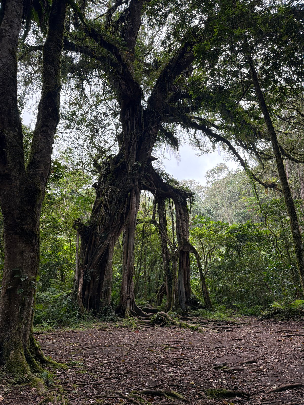 Ancient forest with colossal trees documented in Baturiti, Indonesia