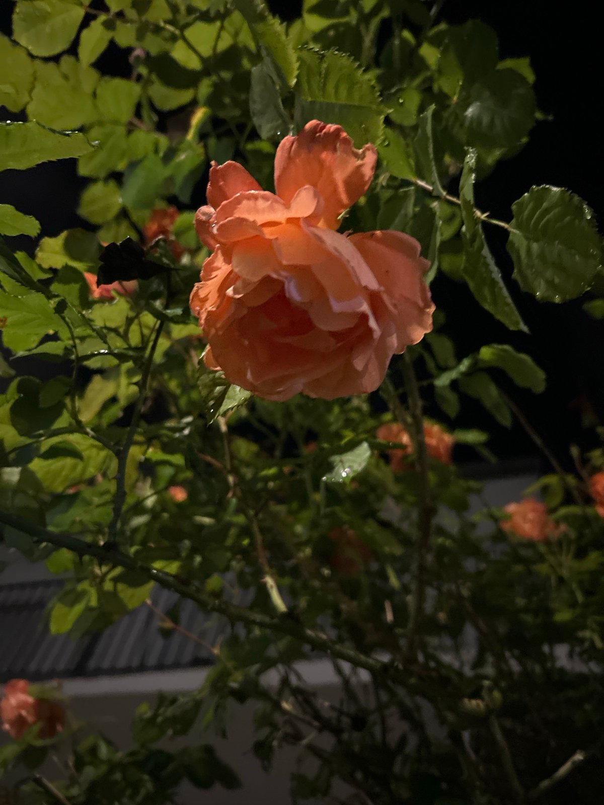 Night flowers and streetscape documented in Strasbourg