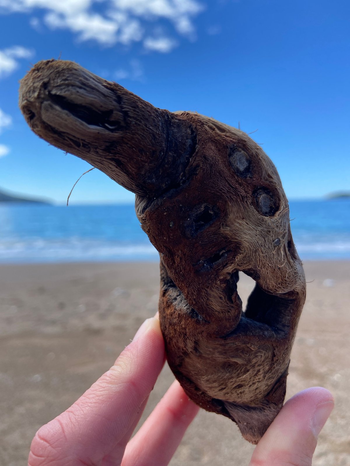 Beach visitor finds animal-shaped driftwood under cloudy skies