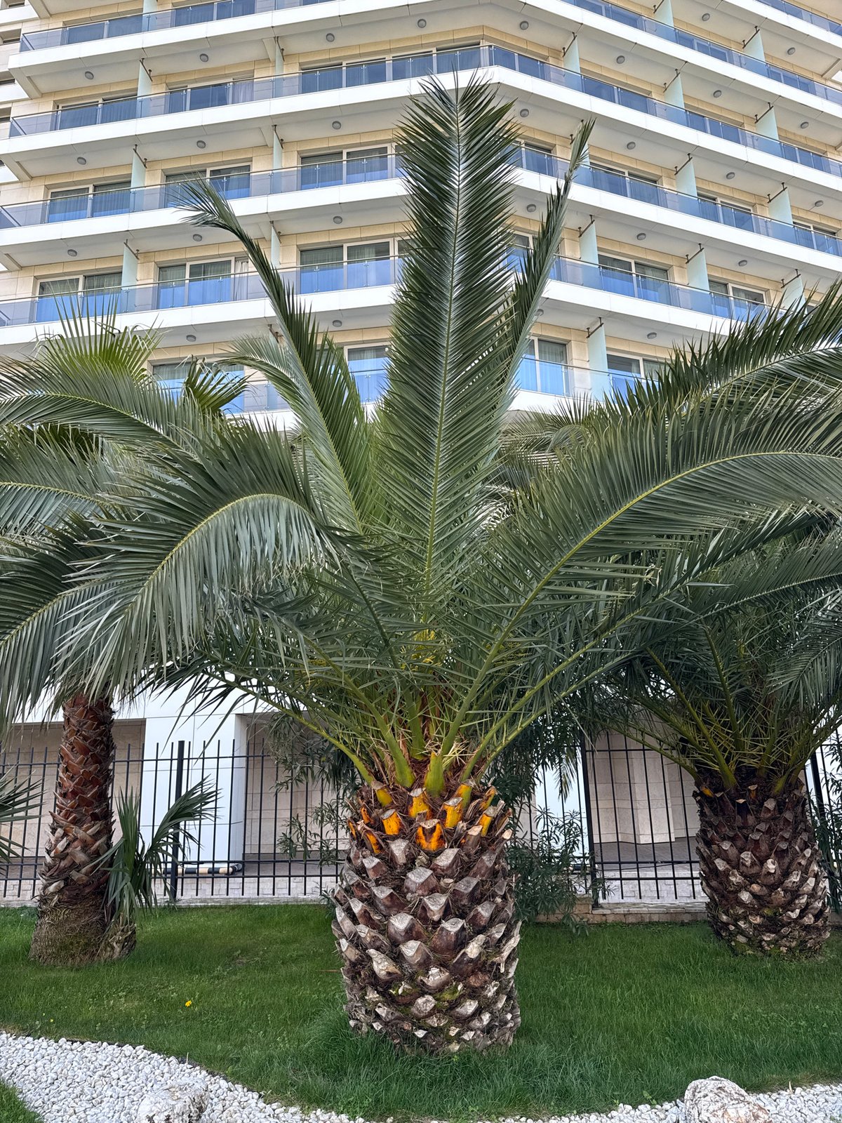 Spring morning scenes documented around modern Sirius development