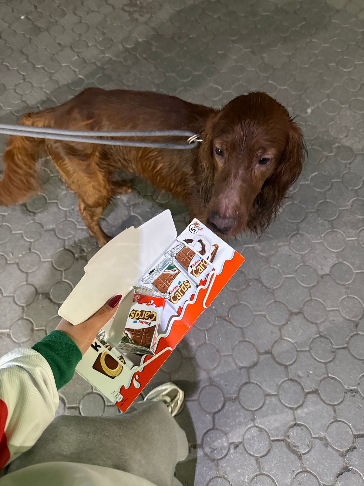 Dogs spotted on Yerevan pavement, one eyeing chocolate treats