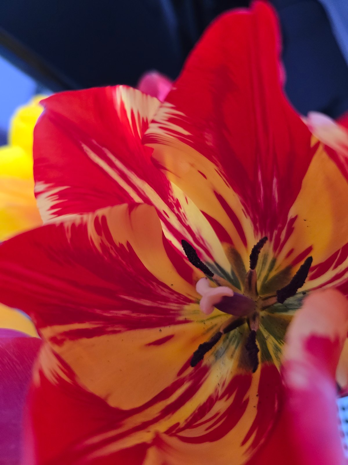 Spring tulips bloom in Varna gardens, Bulgaria
