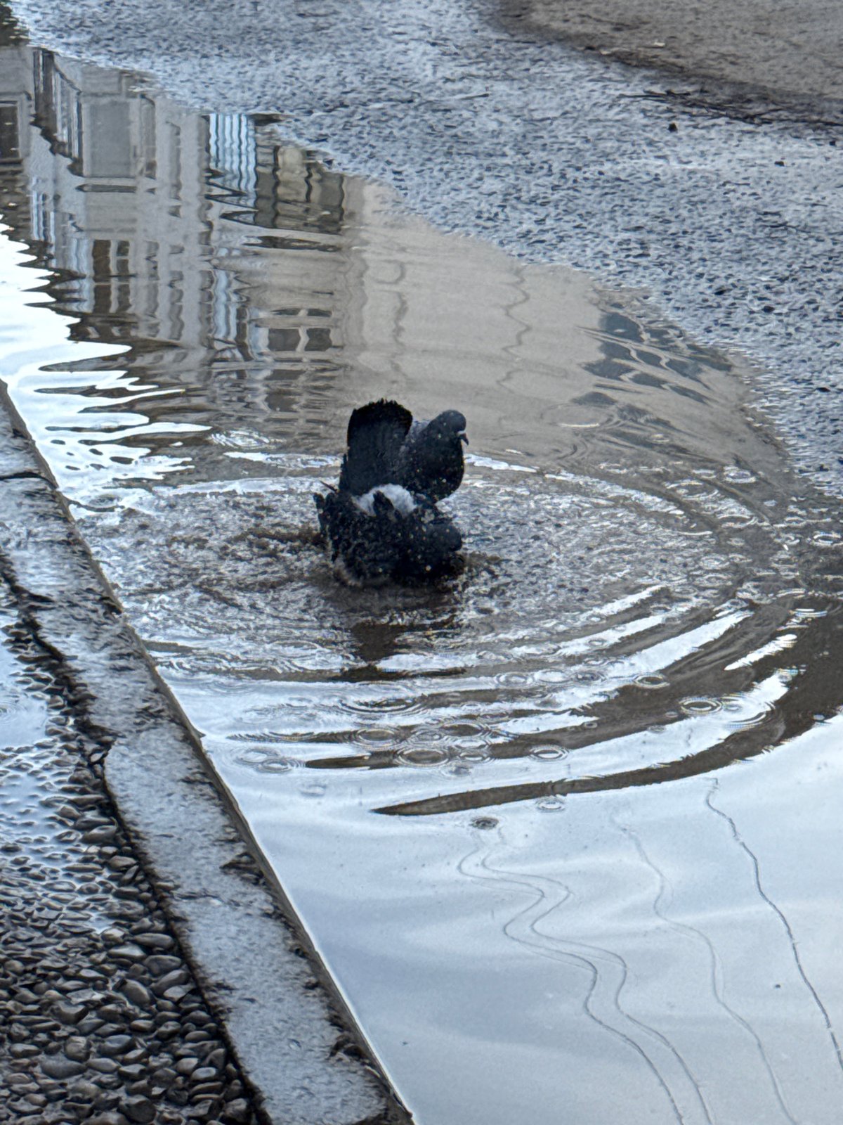 Pigeon bathing in puddle observed in Chaikovsky, Russia