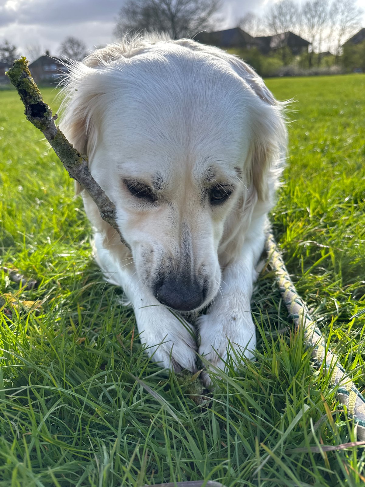 Golden Retriever park outing documented across London area