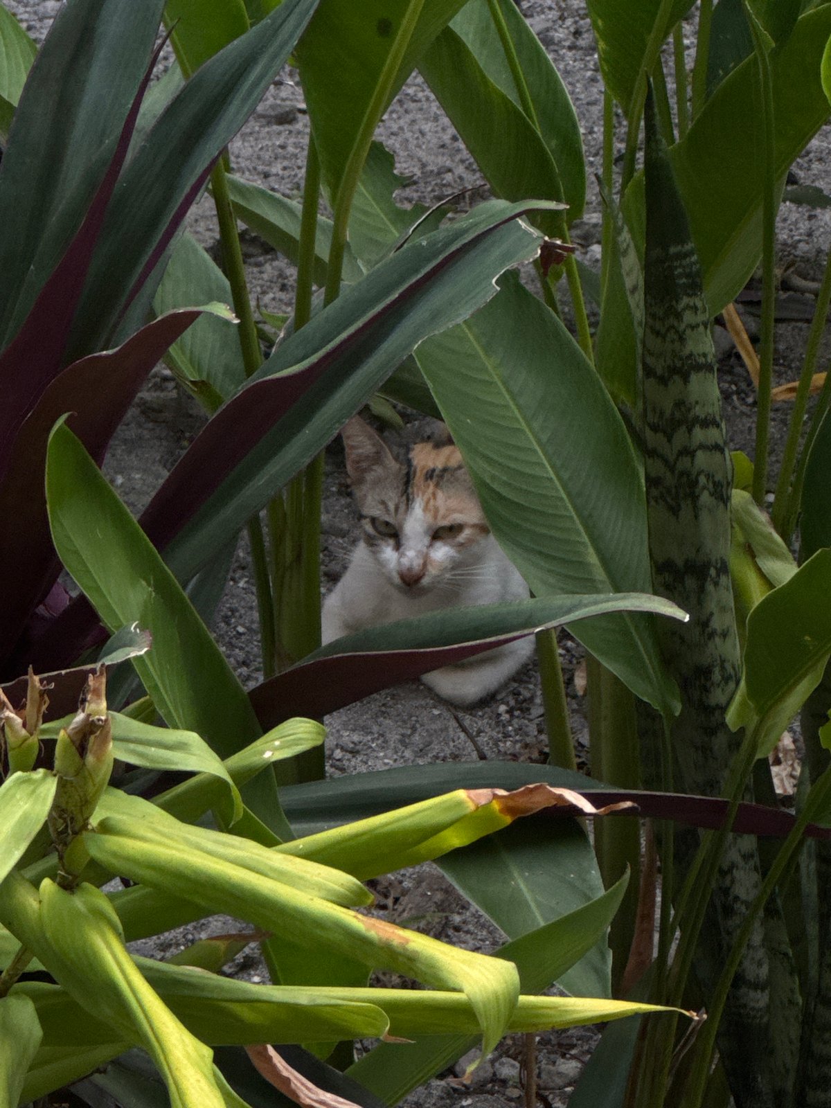Cat spotted sleeping among plants in General Luna, Philippines