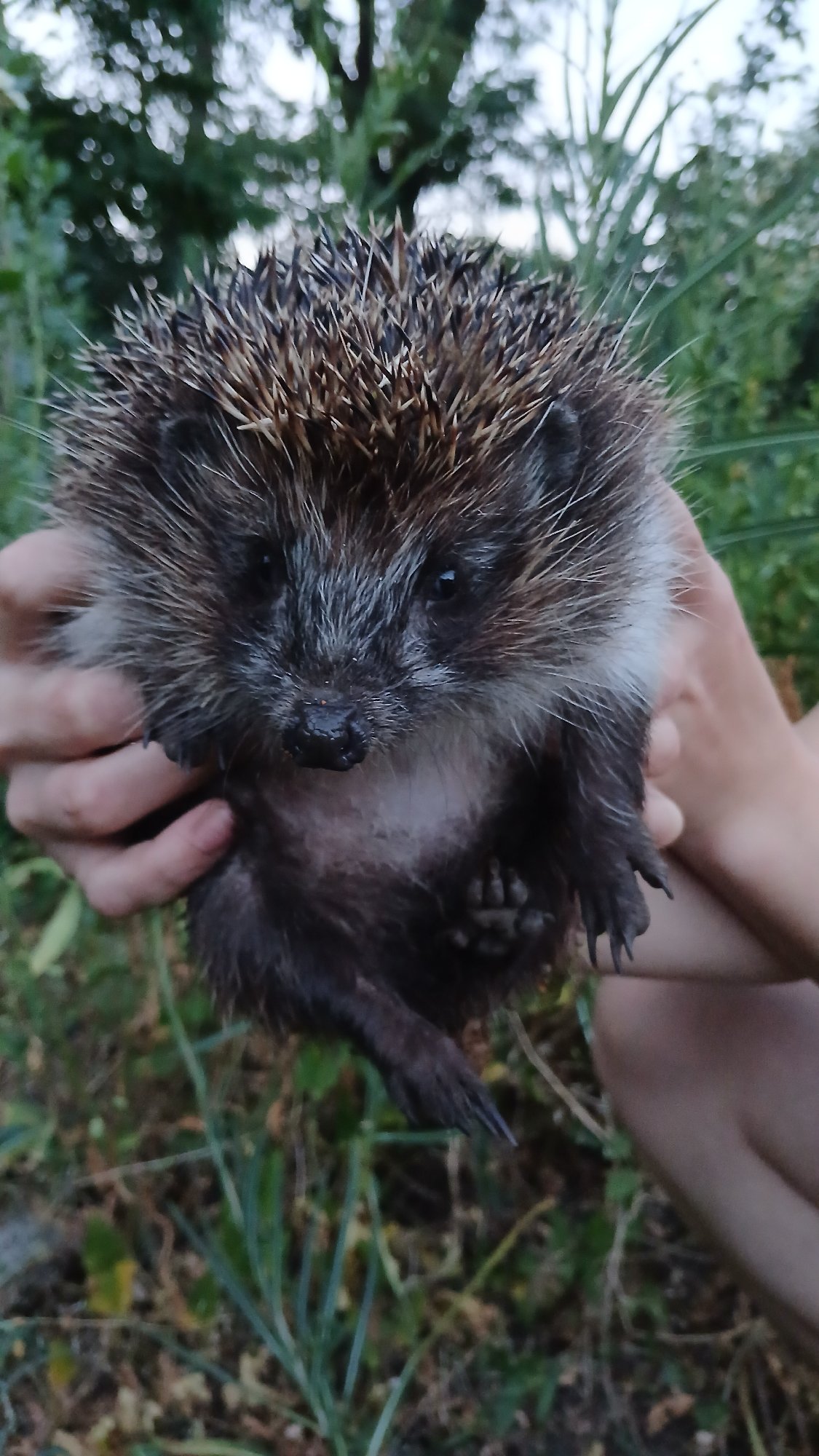 Juvenile European hedgehog held up close, facing forward.