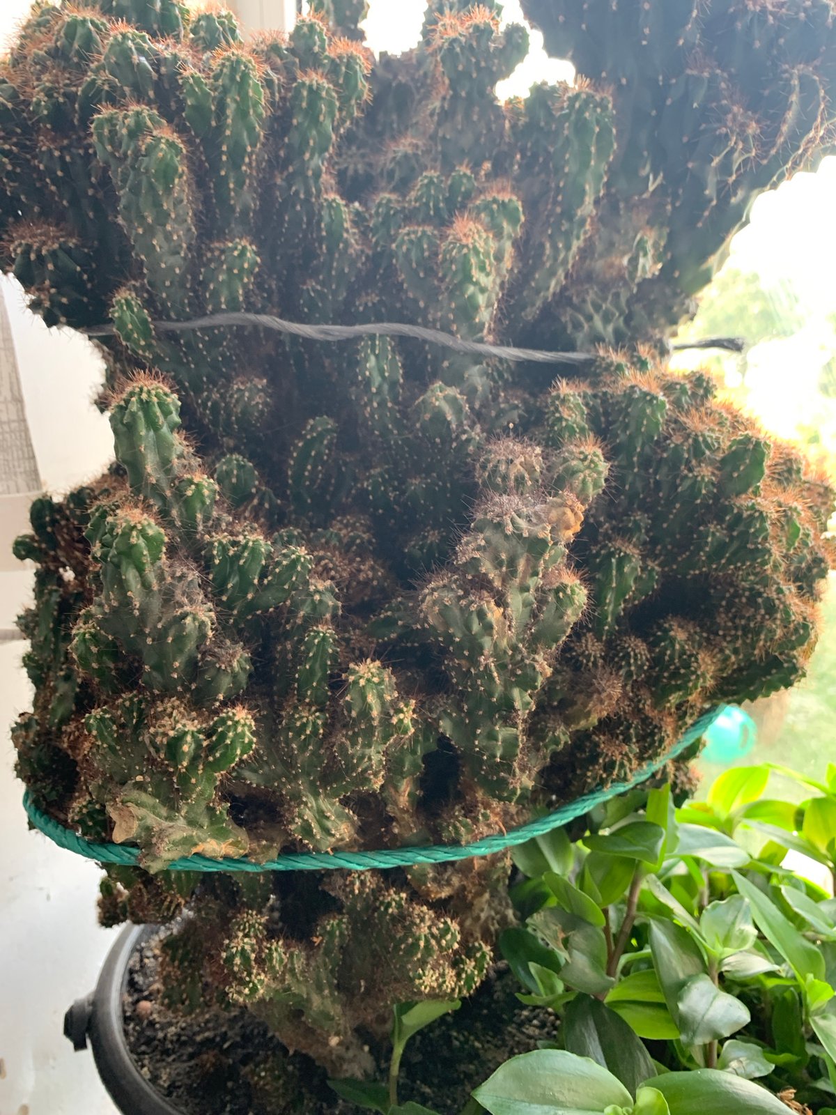 Close-up shots of indoor houseplants in pots