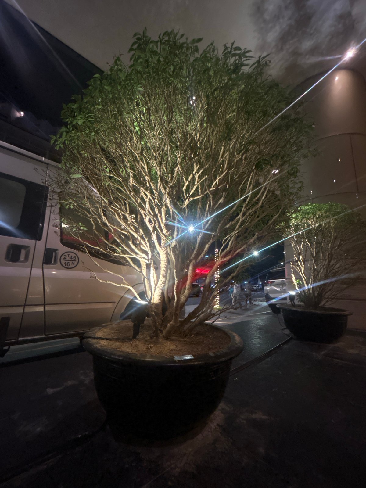 Potted plant observed outside Sheraton Hotel in Nha Trang