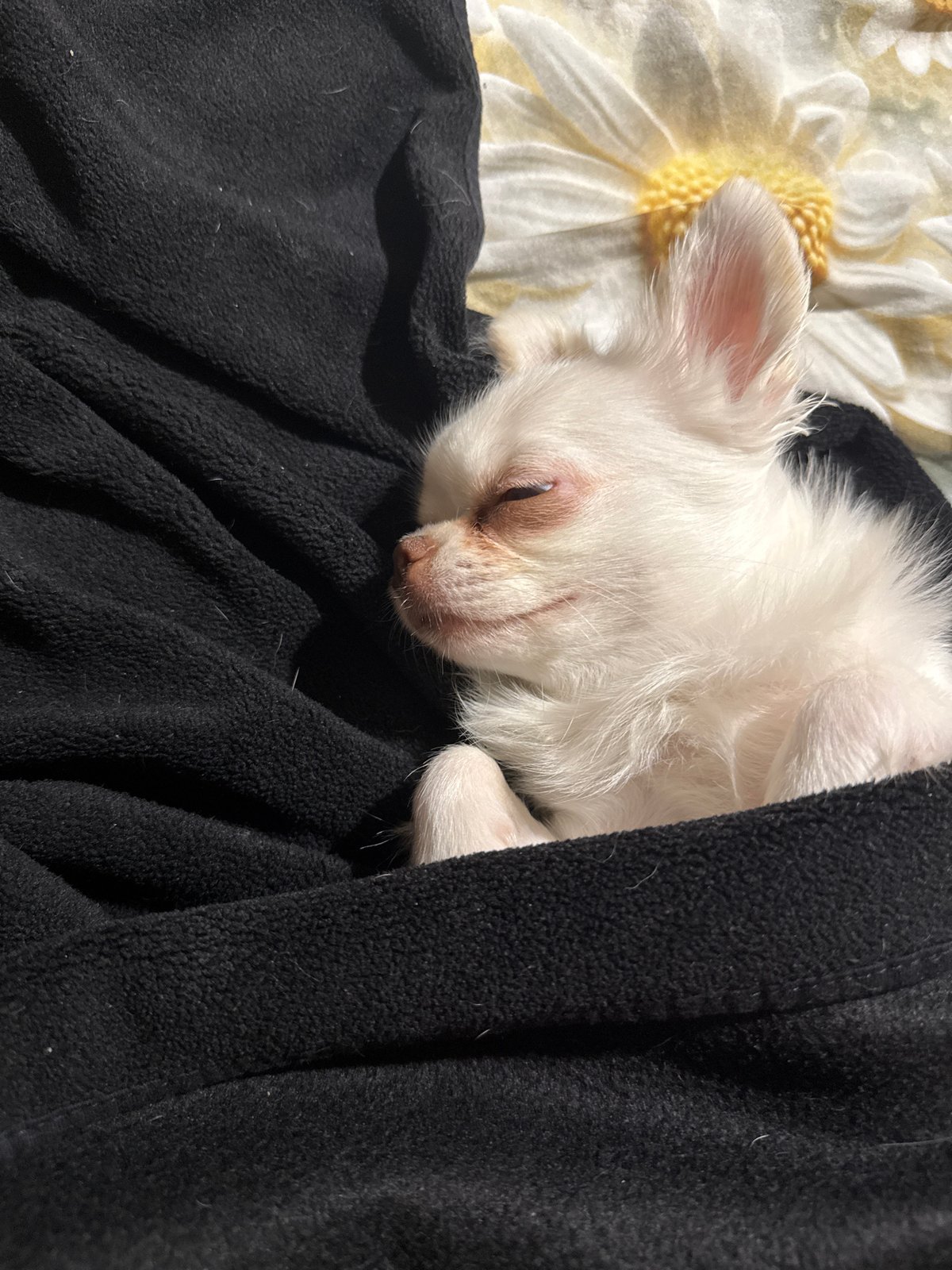 Tiny white chihuahua napping in a black fleece blanket