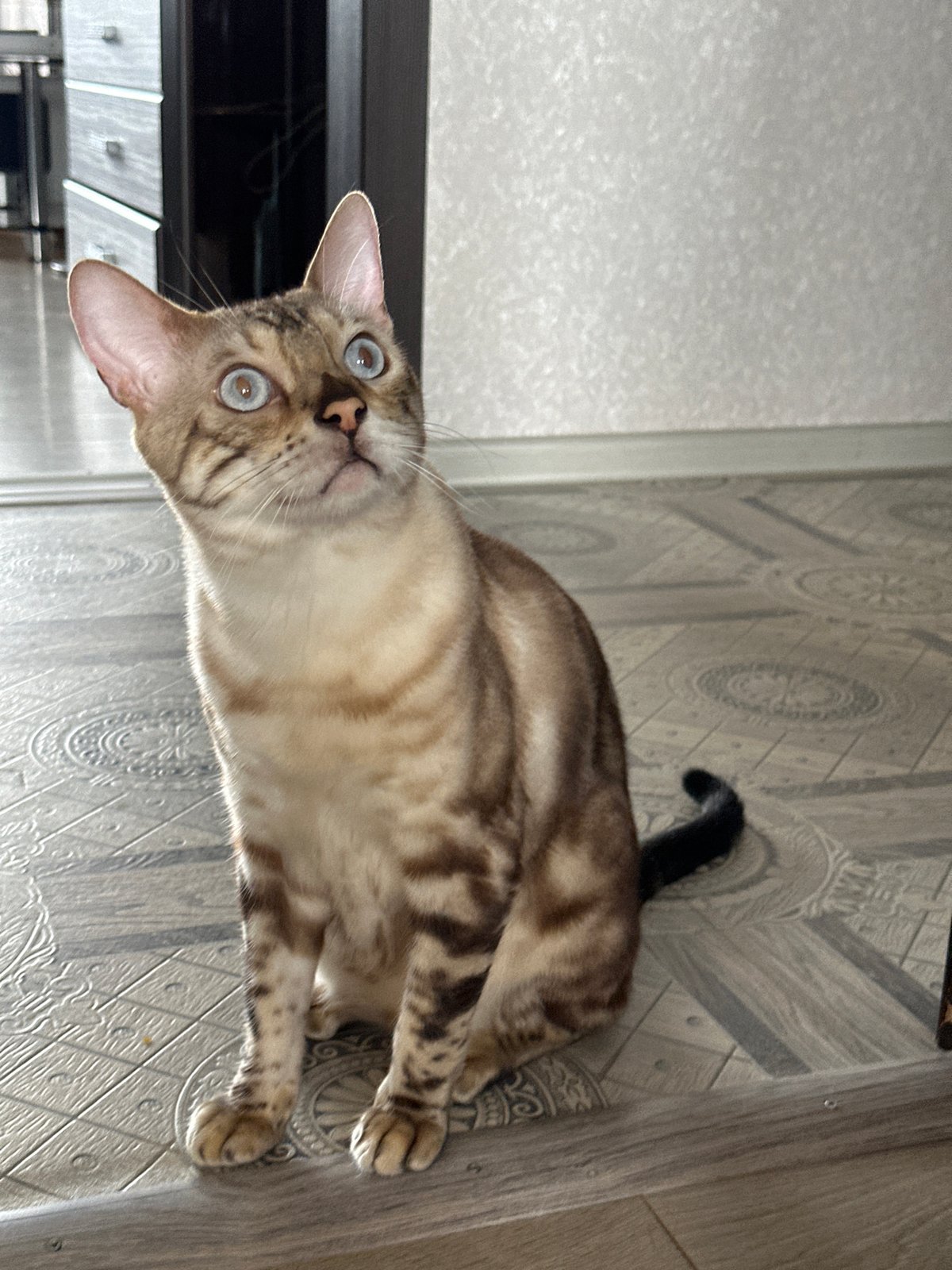 Bengal cat with striking markings rests on tiled floor