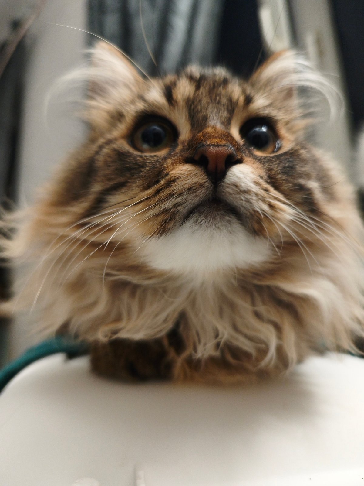 Cats being cats: a quiet evening of feline close-ups