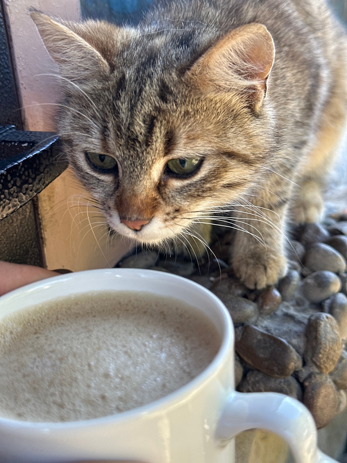 Cat rests beside coffee mug in early morning moment