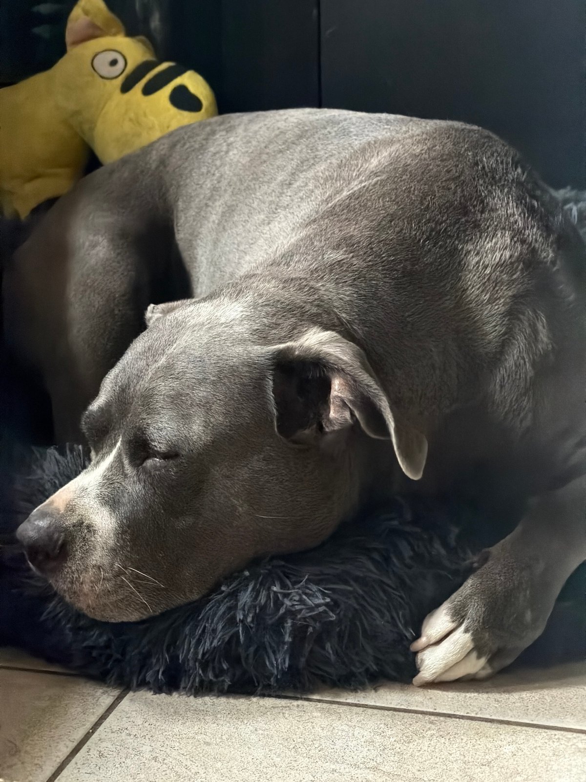 Pets at rest and play in a Luxembourg home