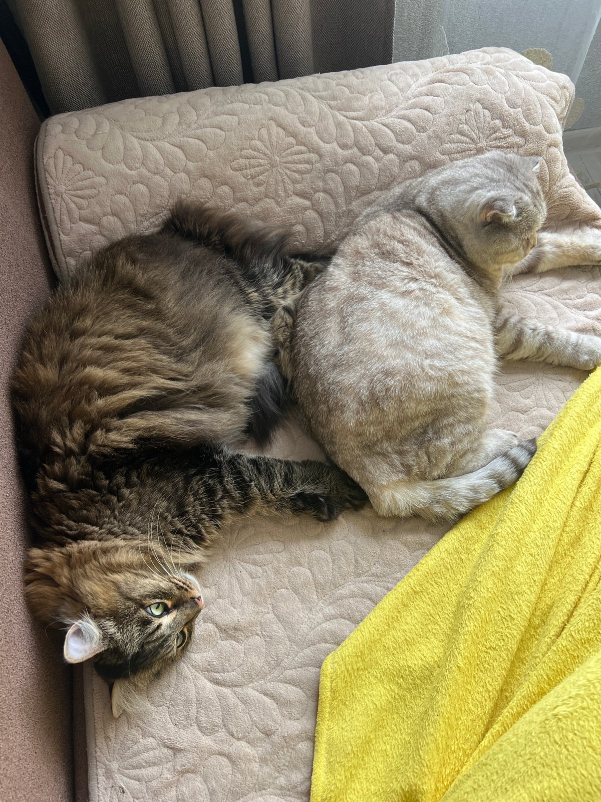 Morning pet cuddles documented in Chaikovsky home