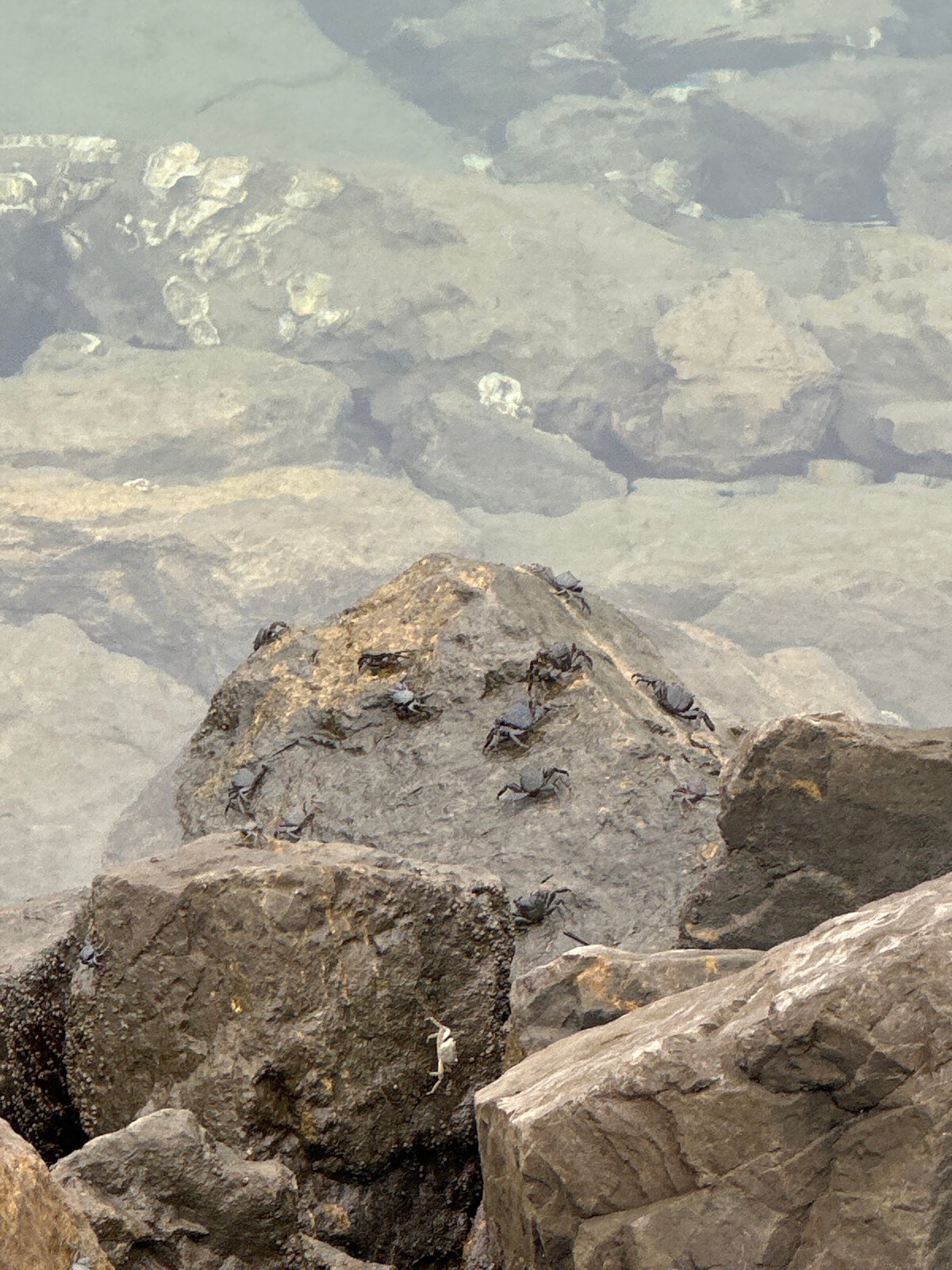 Cormorants on the rocks at Gijón's coastline