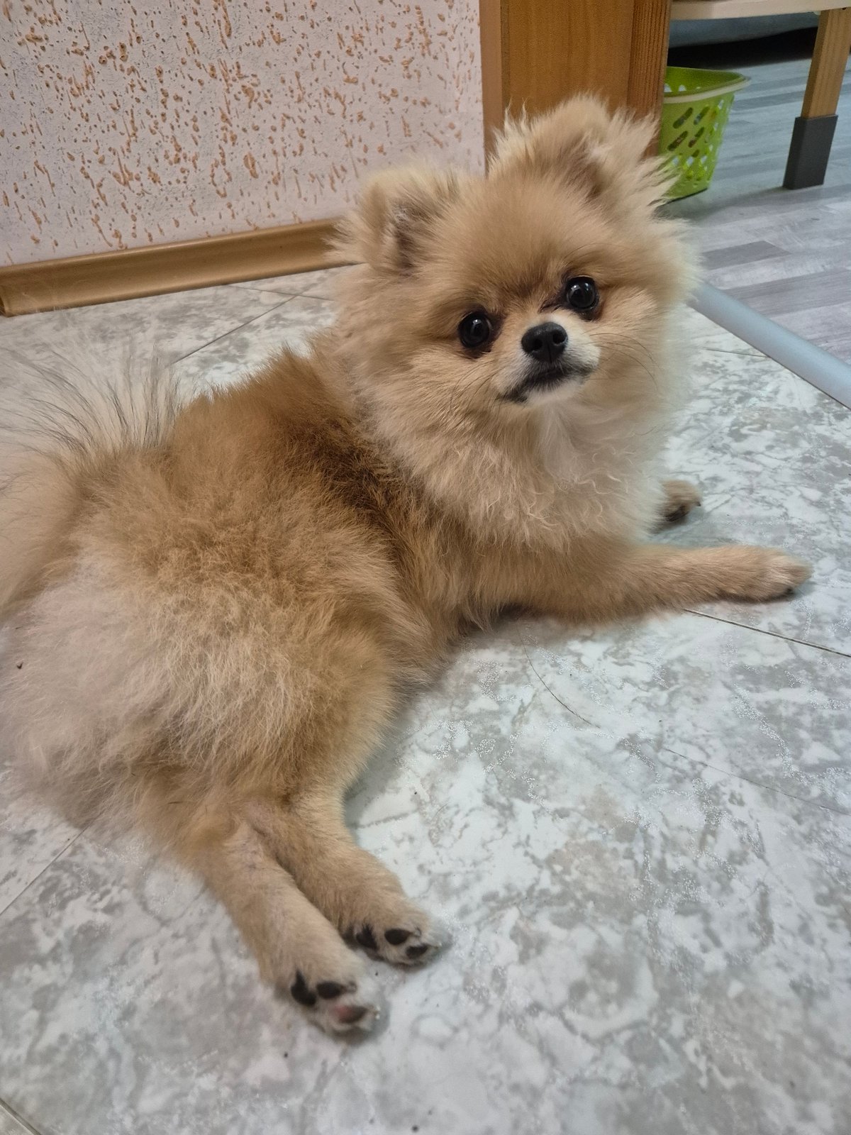 Pomeranian lounging indoors, evening football on turf in Burgas