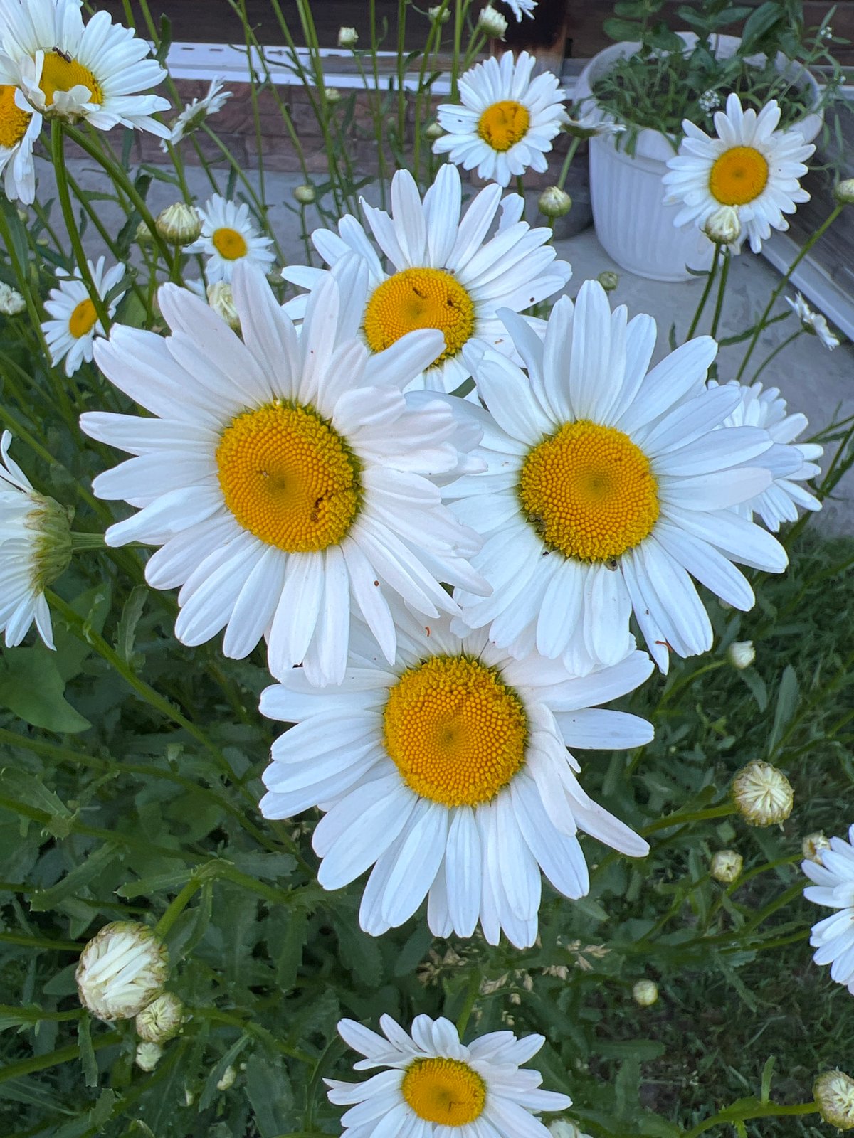 White wildflowers in bloom, Mochishche