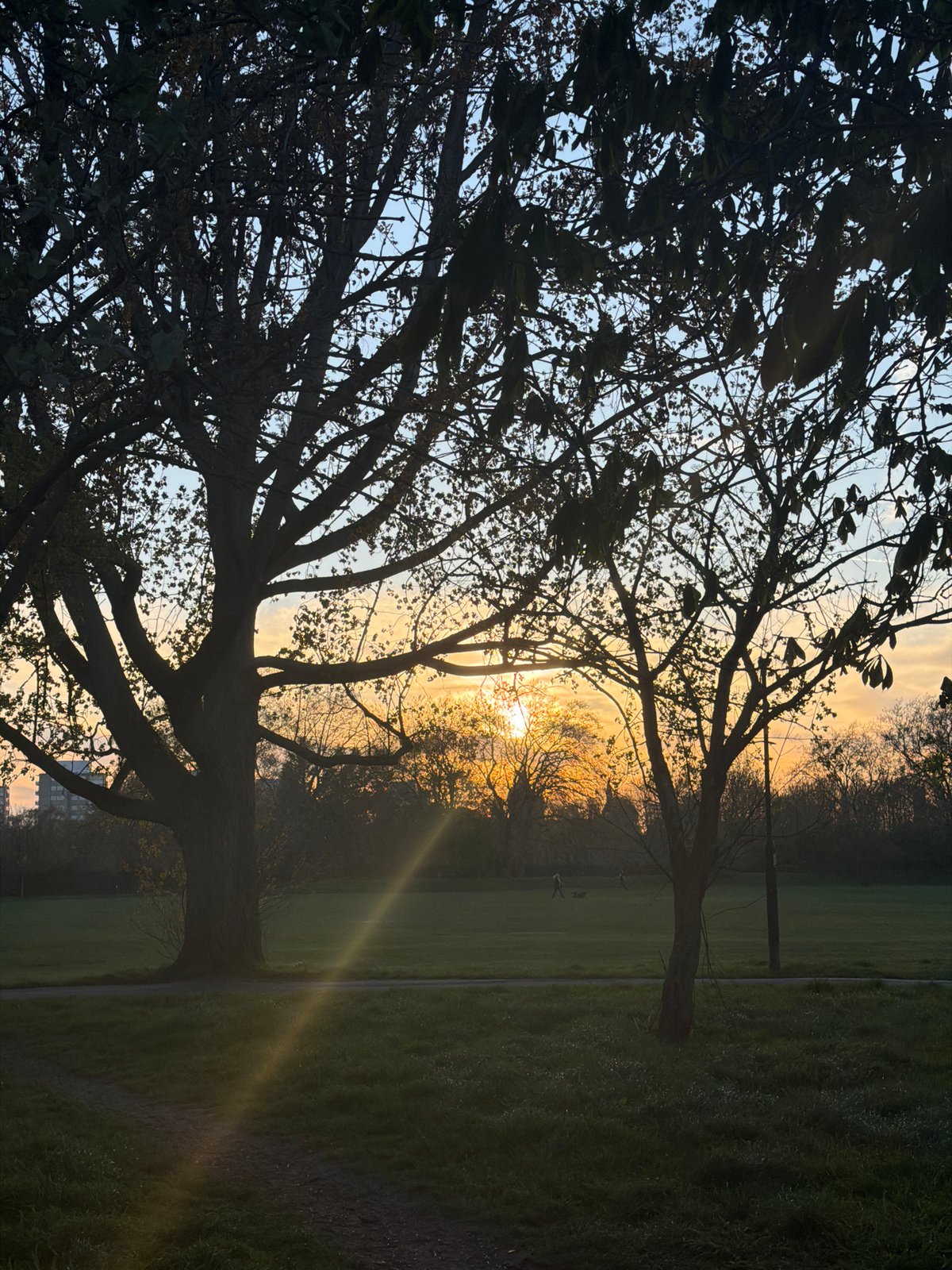 Park sunset observed through trees with visible contrail