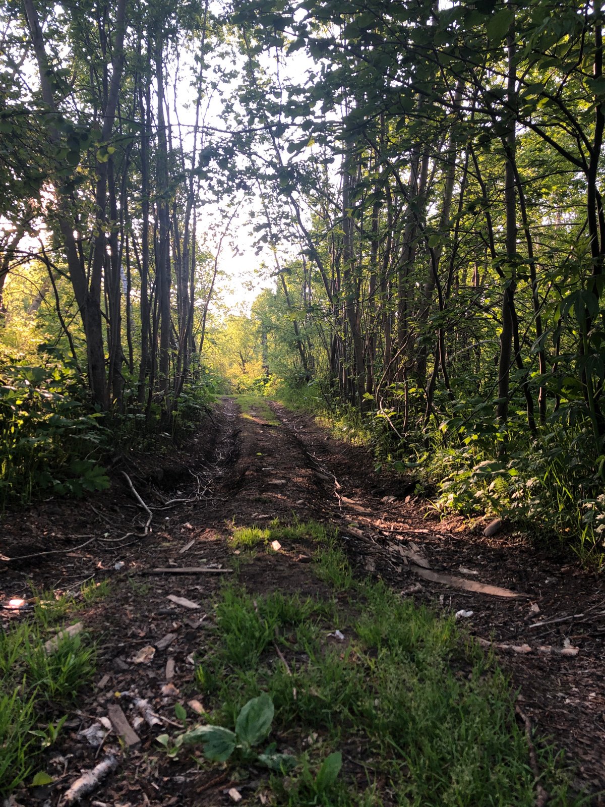 Riverside trail and forest details in Yelizovo, Russia