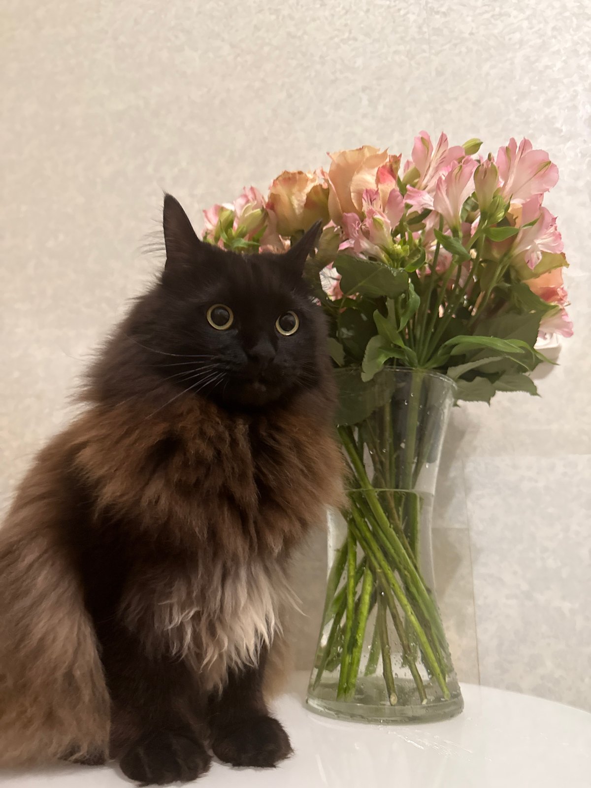 Cat and flowers documented in Saint Petersburg evening scenes