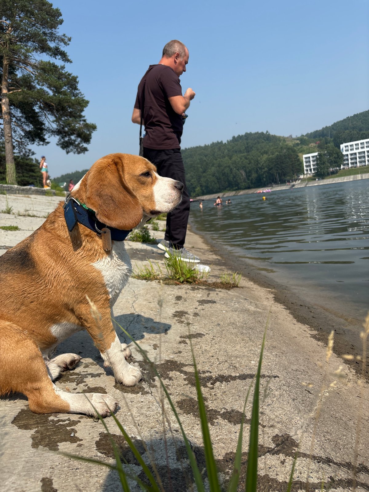 Beagle on a concrete embankment, watching the water