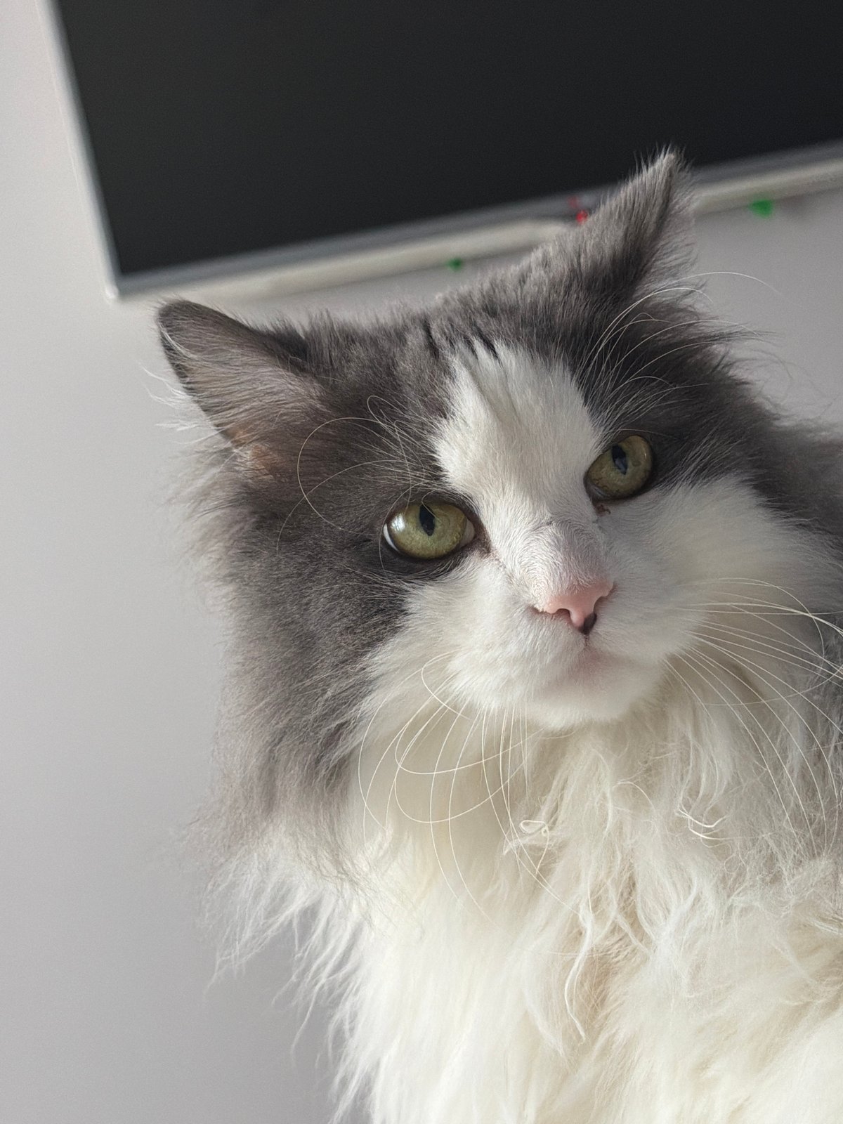 Woman photographs beloved cat multiple times in Chaikovsky bedroom