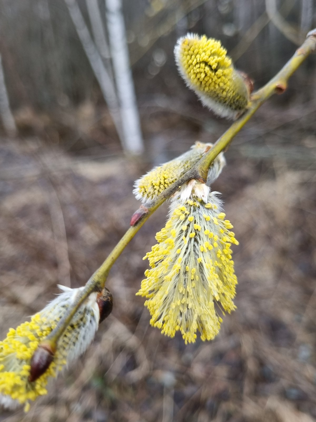 Spring flora documented in Kemul, Russia shows blooming willows