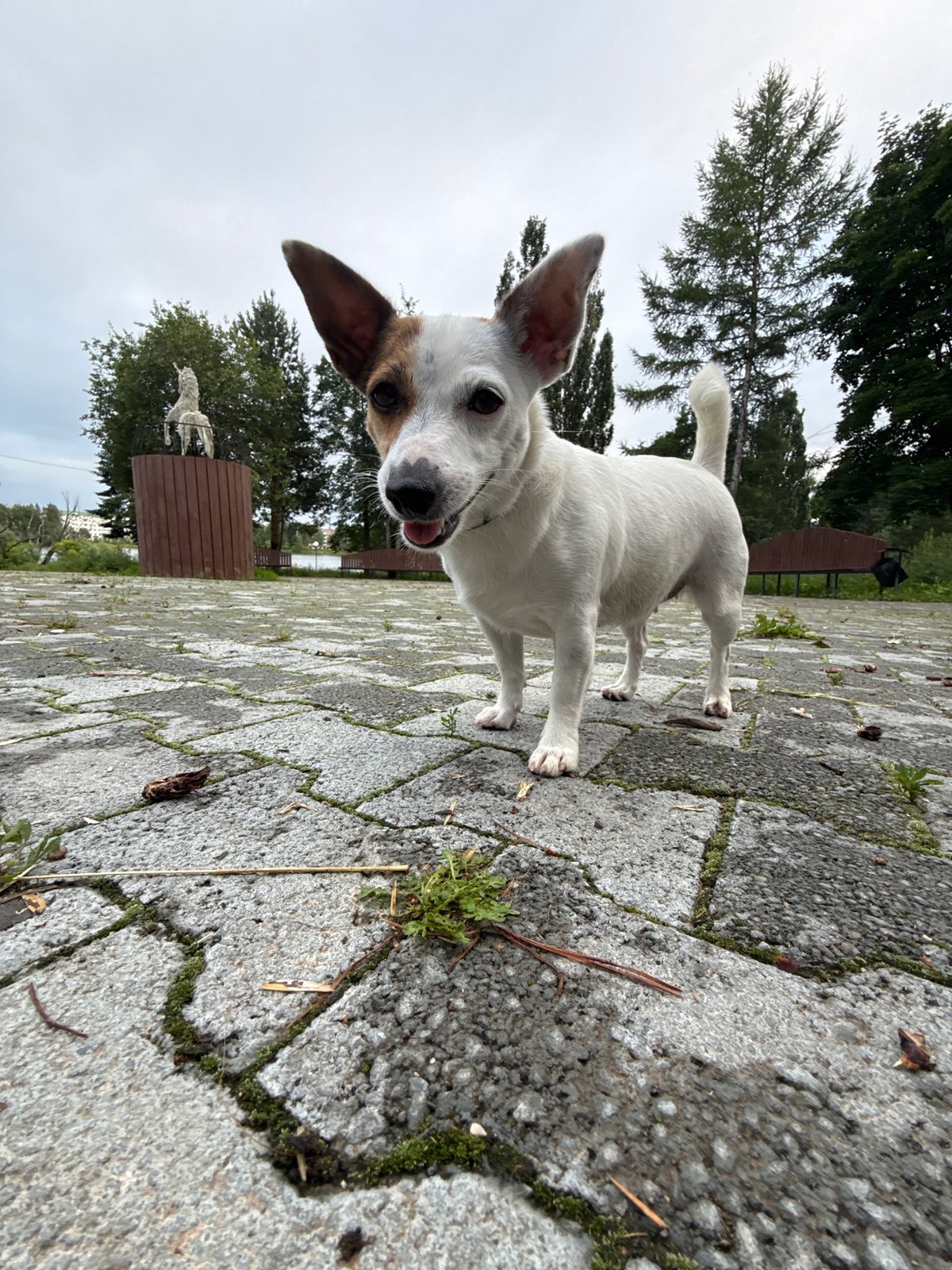 Dog plays fetch by the lake in a Lysva park