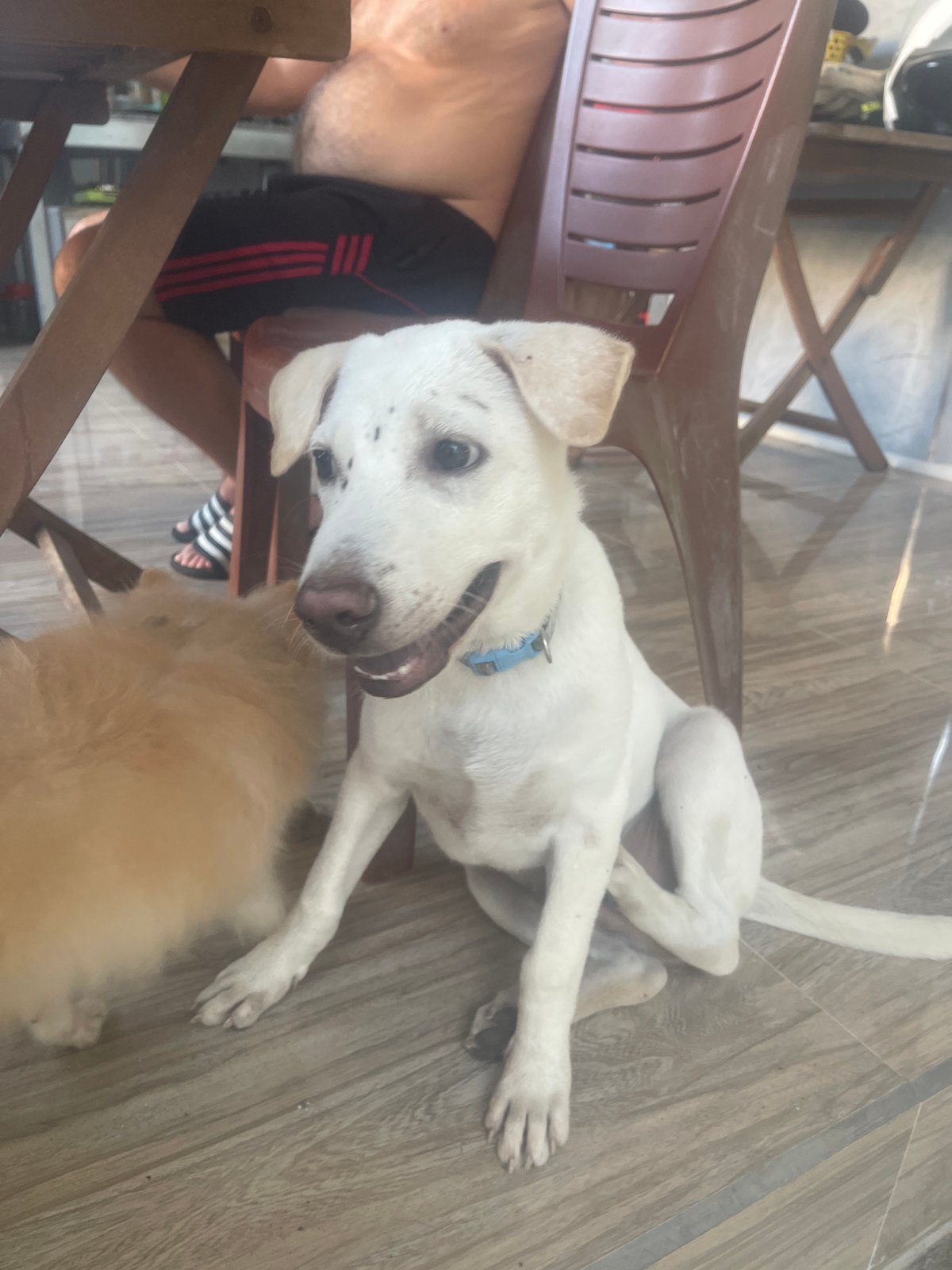 Dogs relax at outdoor restaurant in Phan Thiet Ward