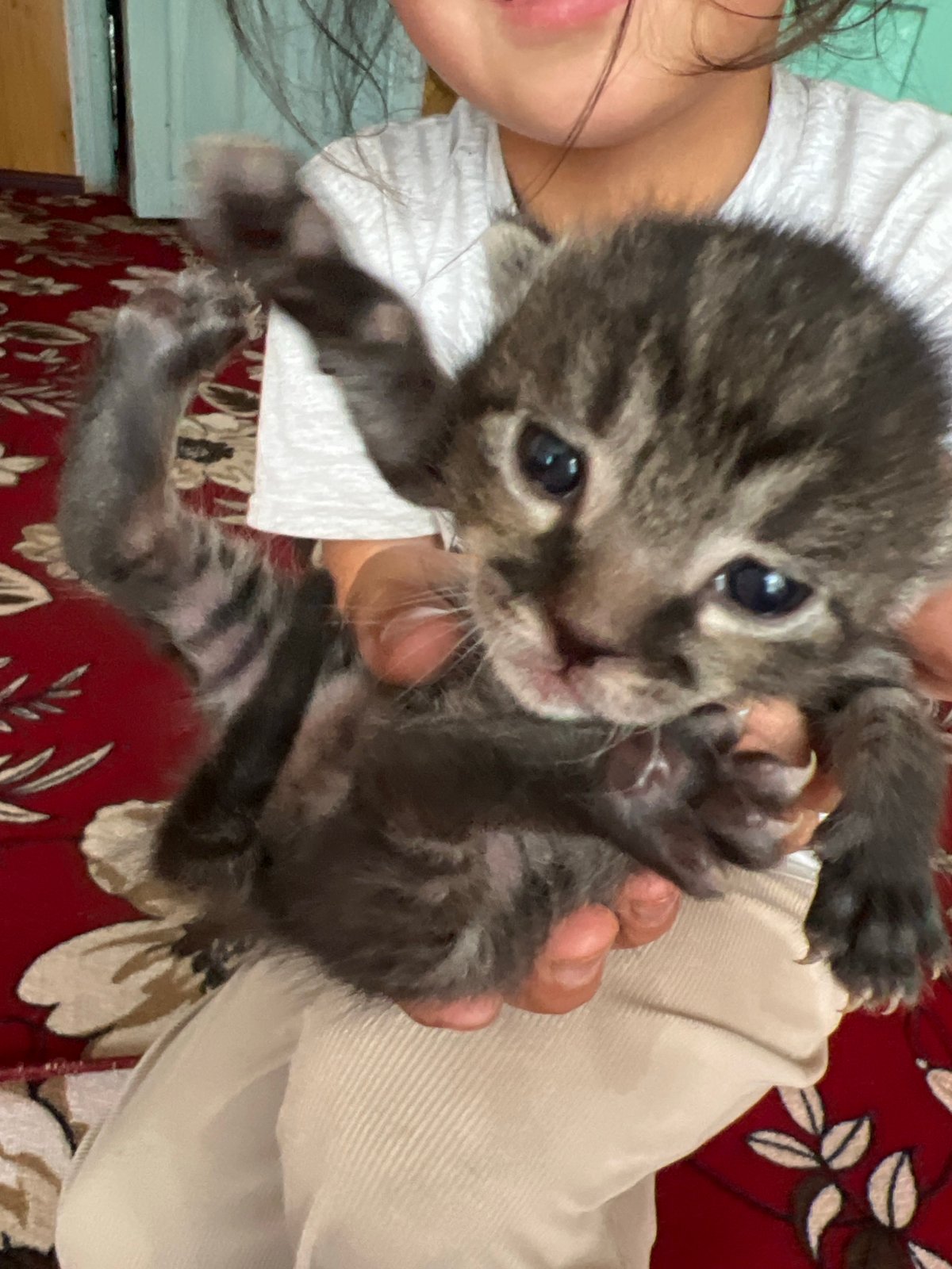 Tabby cat tends to newborn kittens on a red rug in Kyrgyzstan