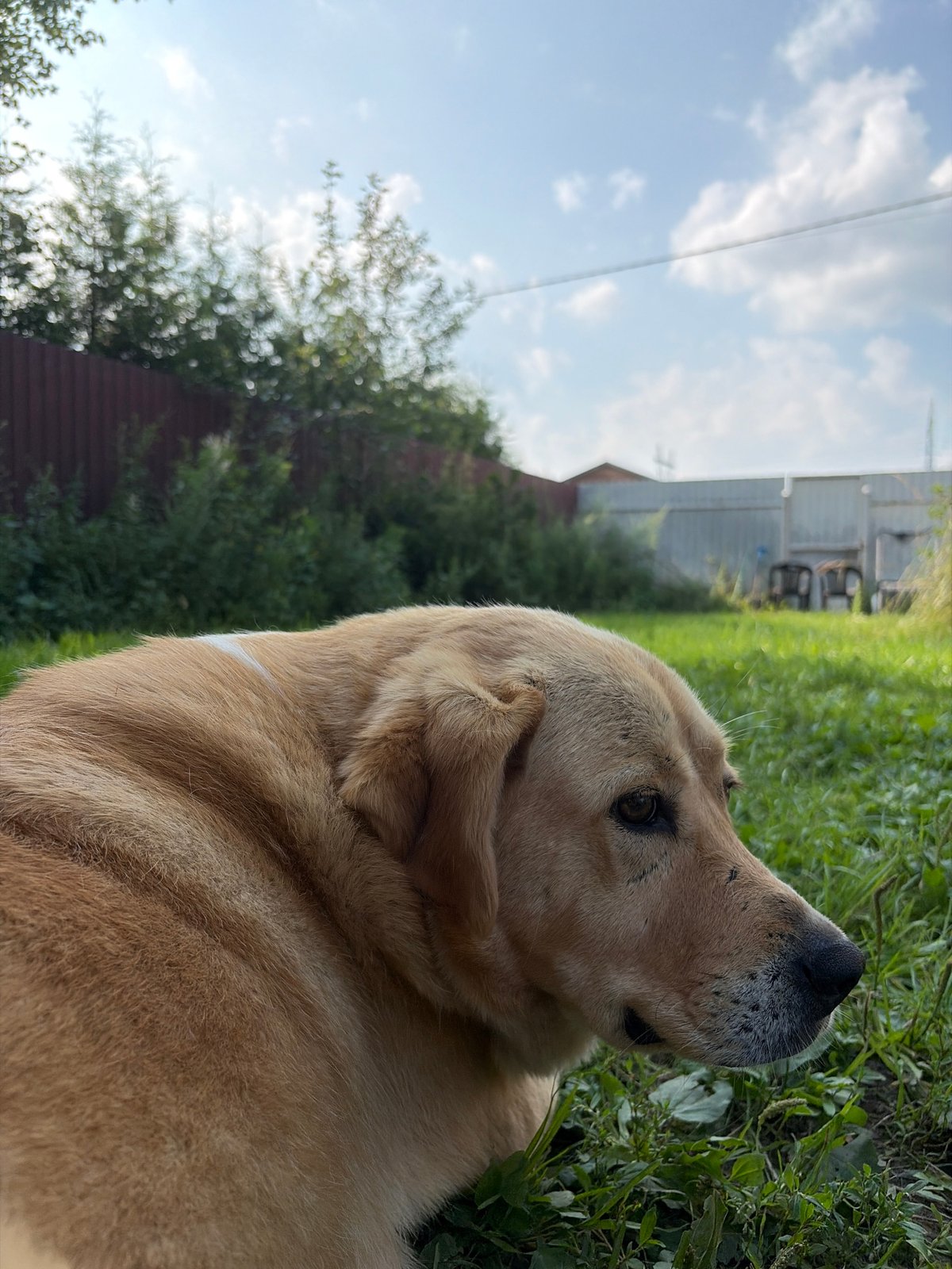 Dogs lounging in a sunny Russian backyard on a summer afternoon